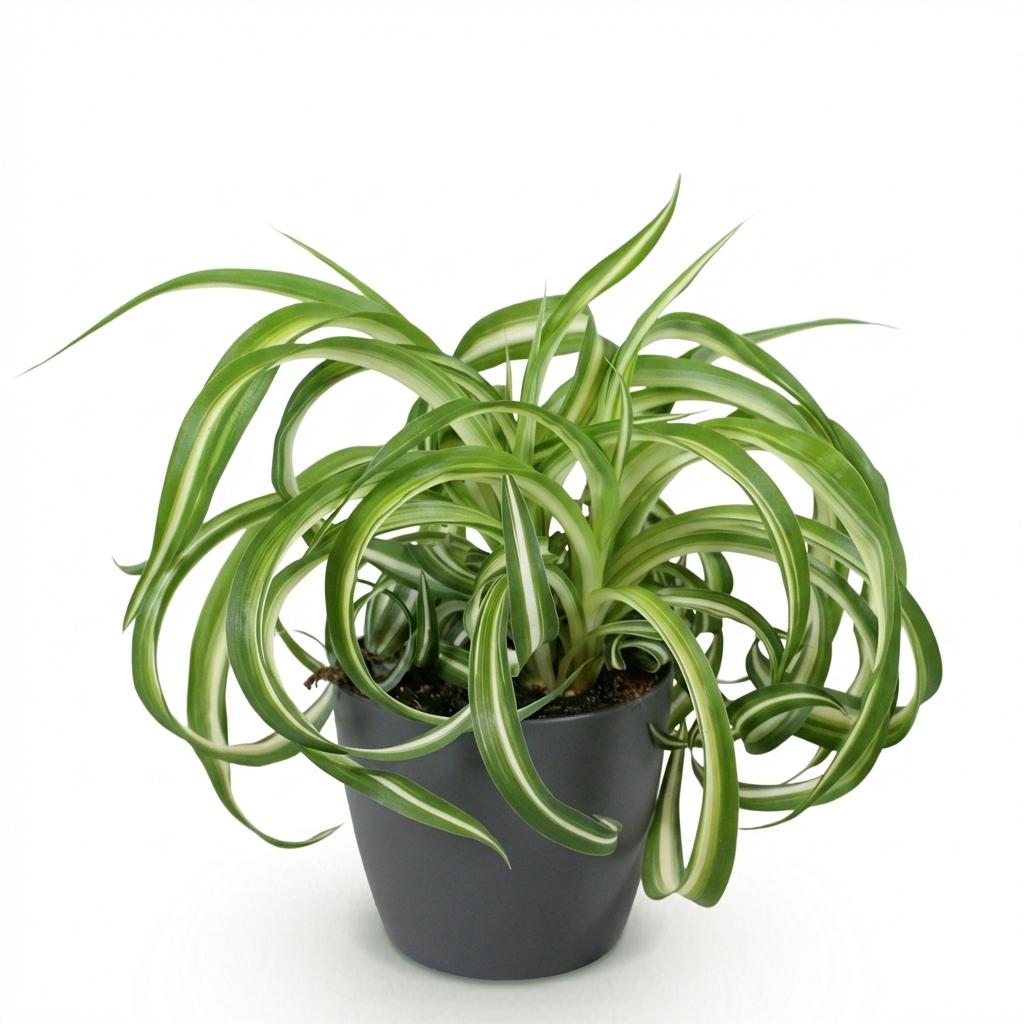 Chlorophytum comosum Bonnie Pflanze Mit Grauem Topf Ø12cm Höhe ca.20cm Lockige Graslilie Haustierfreundlich Luftreinigend Für Zimmer Büro &