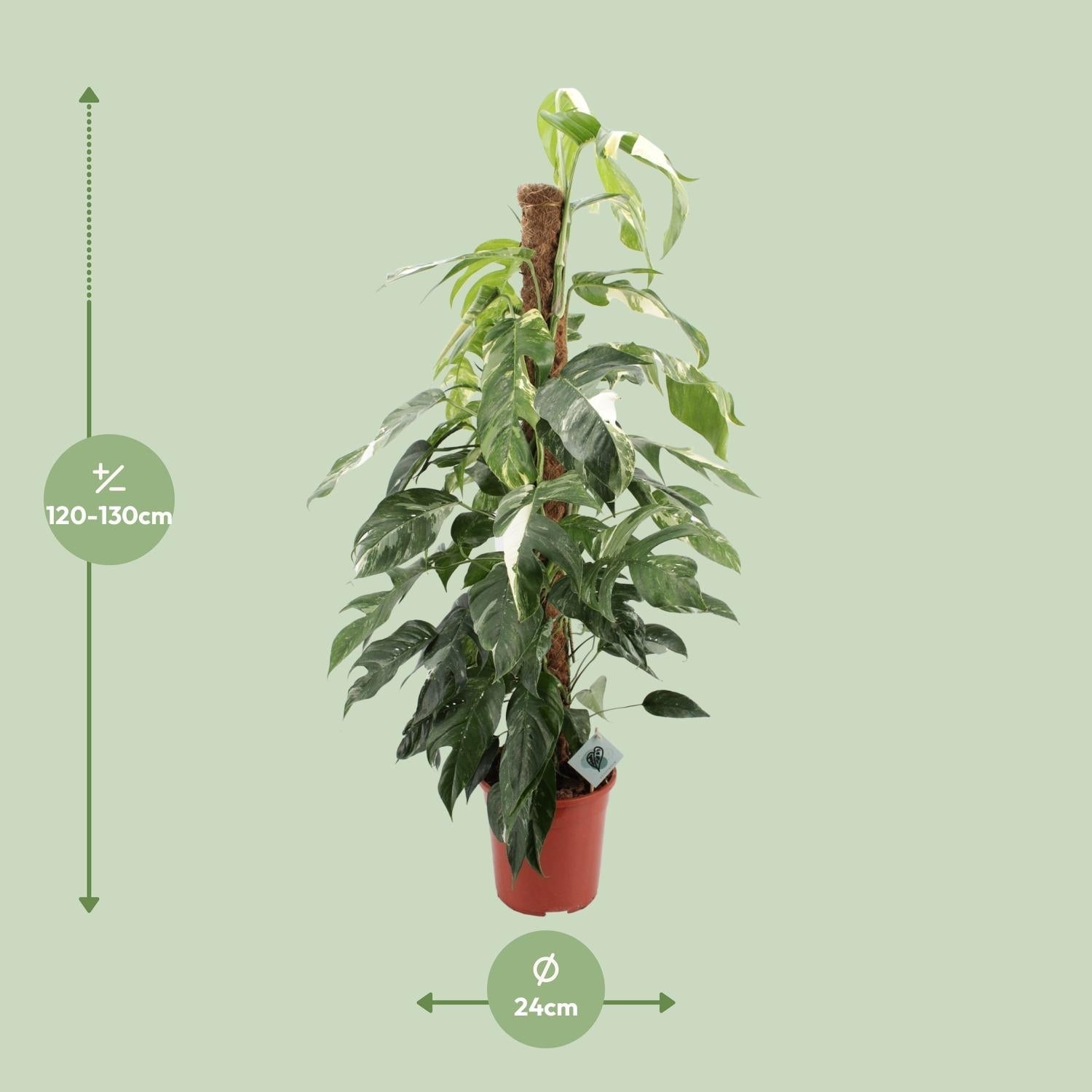 Efeutute Epipremnum Pinnatum Albo Variegata – Ø24cm – ca.125cm Zimmerpflanze – Weiß-grün panaschierte Kletterpflanze – Pflegeleicht & luftreinigend – Plant