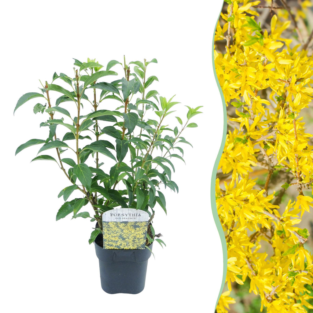 Goldglöckchen Forsythia intermedia – Zierstrauch mit gelben Blüten – 17cm – Höhe ca. 45cm – Schnellwachsender & pflegeleichter Blütenstrauch – Plant
