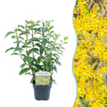 Goldglöckchen Forsythia intermedia – Zierstrauch mit gelben Blüten – 17cm – Höhe ca. 45cm – Schnellwachsender & pflegeleichter Blütenstrauch – Plant