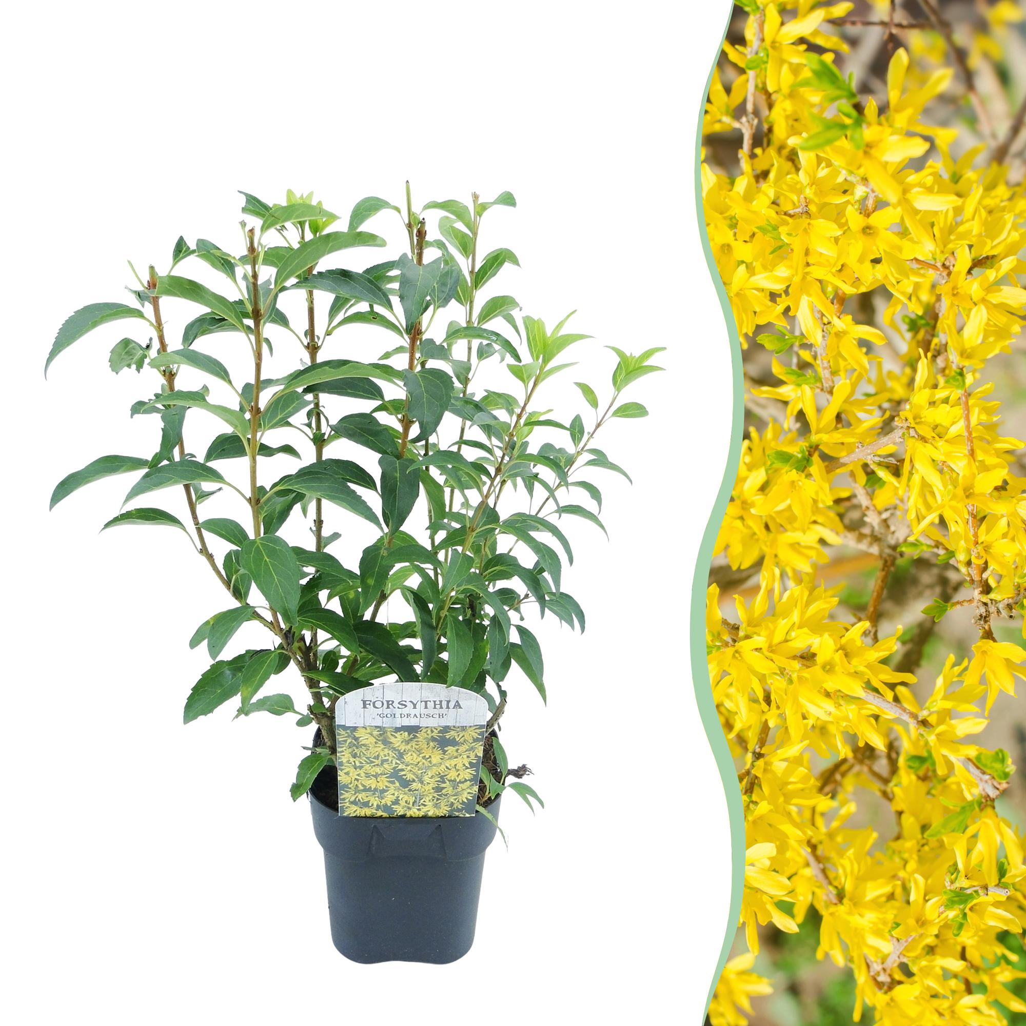 Goldglöckchen Forsythia intermedia – Zierstrauch mit gelben Blüten – 17cm – Höhe ca. 45cm – Schnellwachsender & pflegeleichter Blütenstrauch – Plant