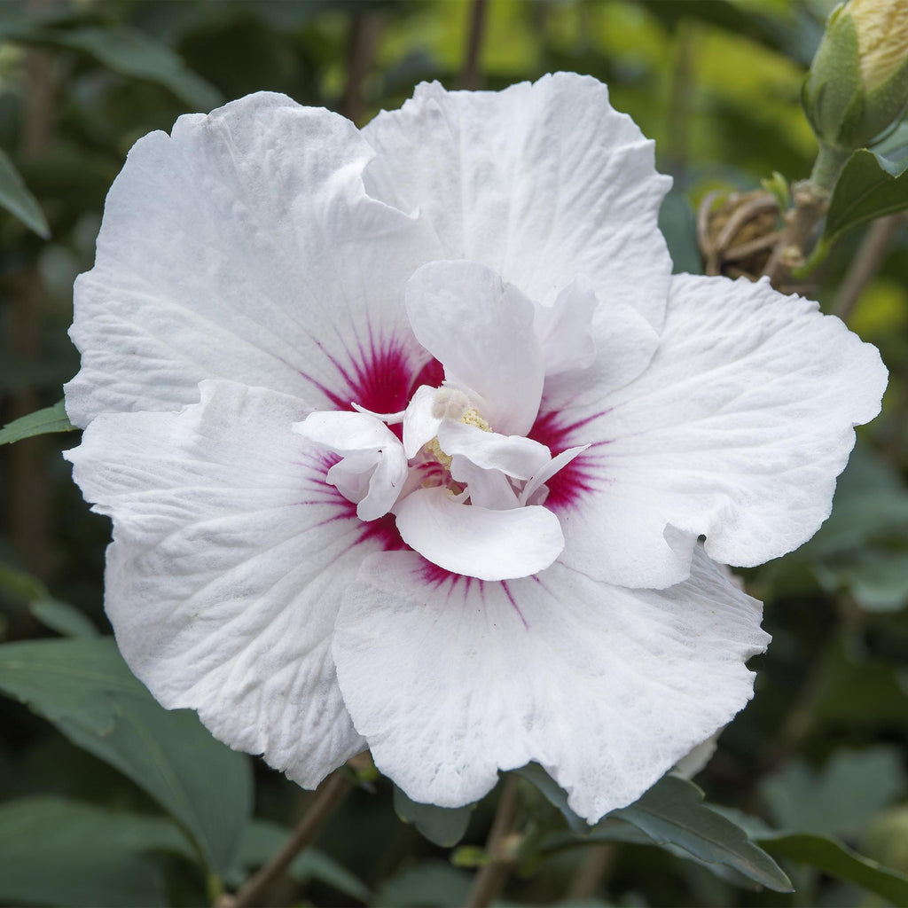 Hibiscus syriacus Starburst Chiffon – Blühende Stamm – Pflanze mit cremeweißen Blüten – Laubabwerfend & pflegeleicht – Ø19cm – Höhe ca. 90cm – Plant