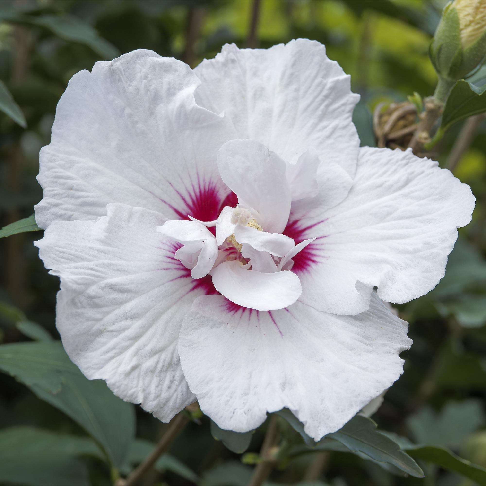 Hibiscus syriacus Starburst Chiffon – Blühende Stamm – Pflanze mit cremeweißen Blüten – Laubabwerfend & pflegeleicht – Ø19cm – Höhe ca. 90cm – Plant