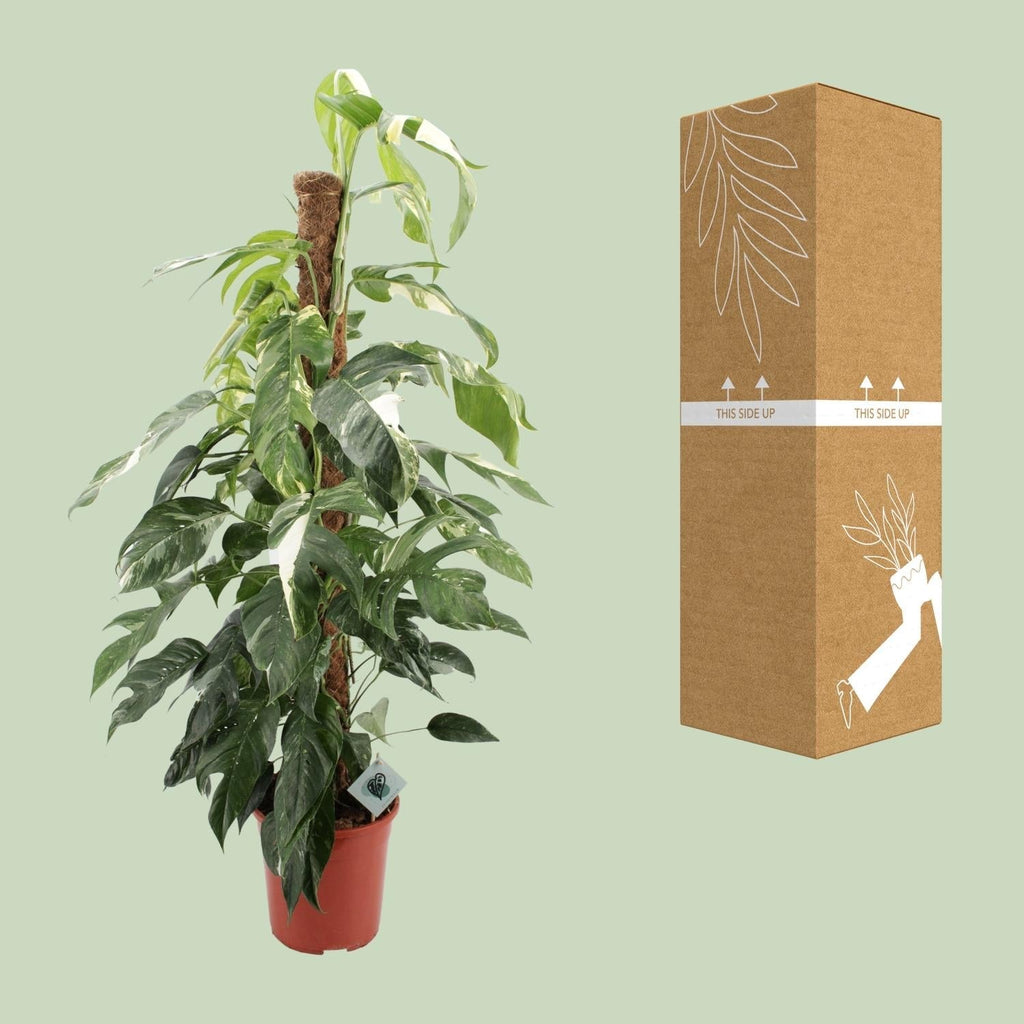 Efeutute Epipremnum Pinnatum Albo Variegata – Ø24cm – ca.125cm Zimmerpflanze – Weiß-grün panaschierte Kletterpflanze – Pflegeleicht & luftreinigend – Plant