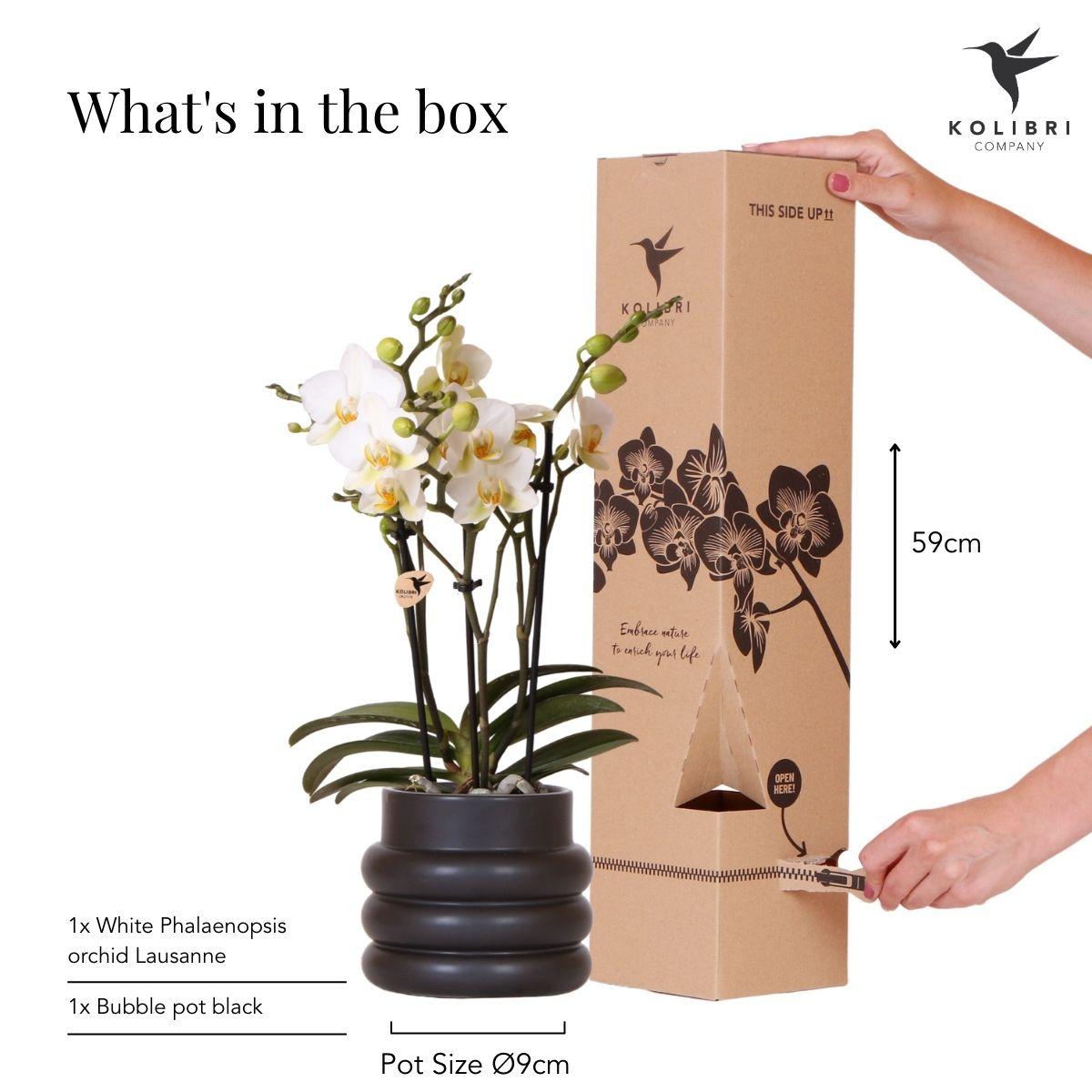 Weiße Phalaenopsis – Orchidee 'Lausanne' – Zimmerpflanze mit 2-3 Blütenstielen – Ø9cm – inkl. schwarzer Bubble – Keramiktopf – Plant