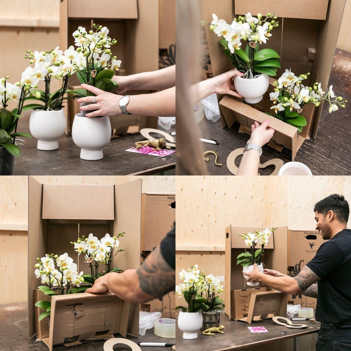 WaterWick Bewässerungsdocht – 3 Stück – Selbstbewässerung für Zimmerpflanzen & Orchideen – Einfaches Wasserzugsystem für konstante Feuchtigkeit – Standard