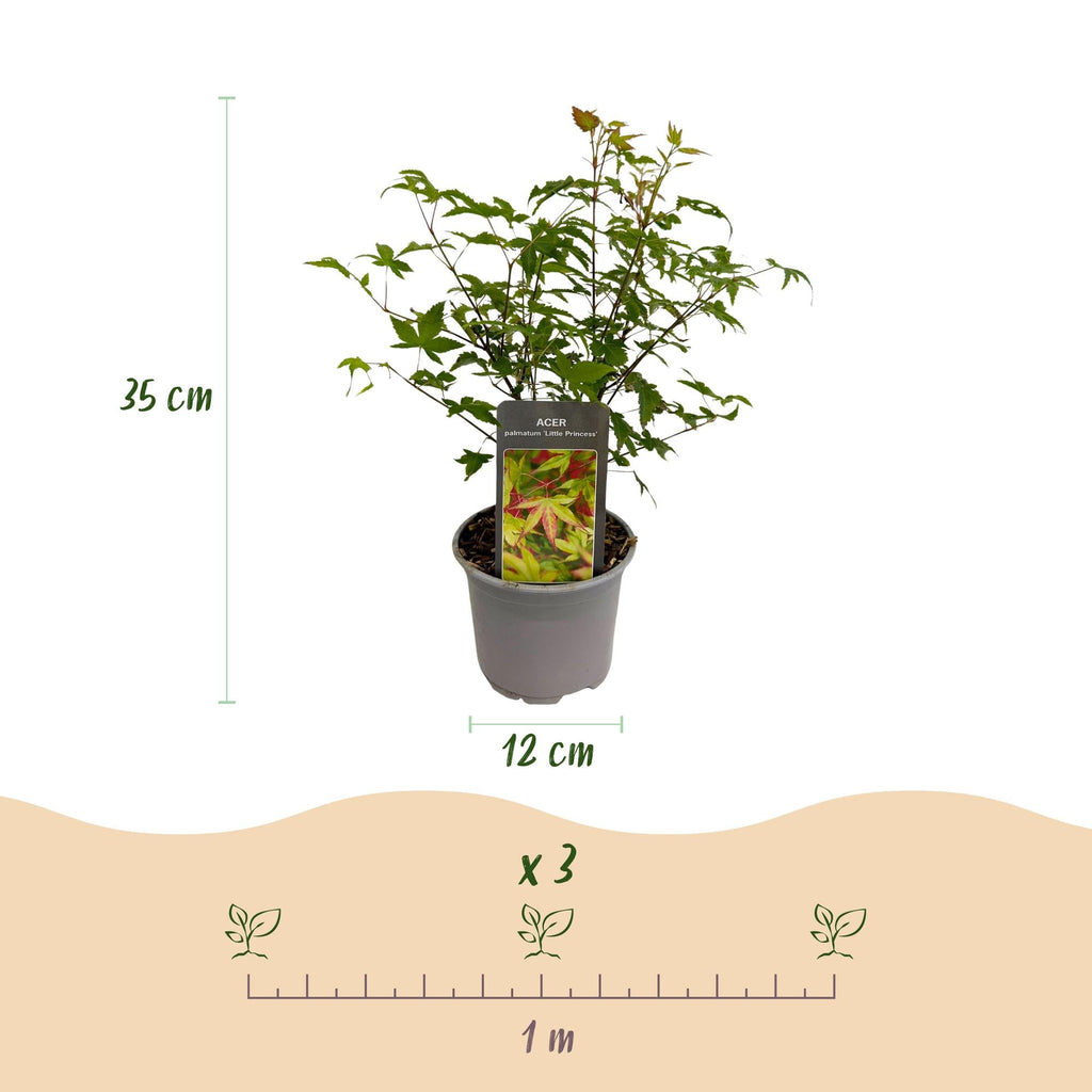 Acer palmatum Little Princess – 3 Pflanzen – 12cm – Höhe ca. 35cm – Laubabwerfender Japanischer Ahorn mit zartem Grün & intensiver Herbstfärbung