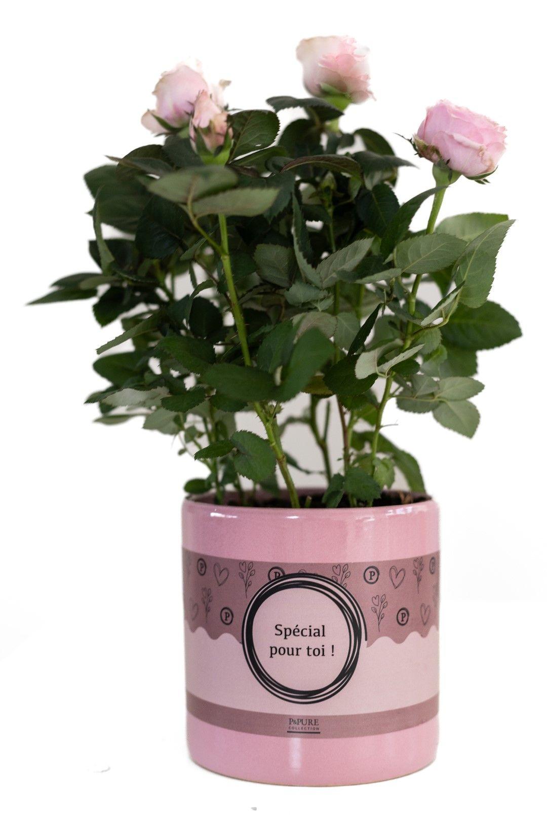 Rose Light Pink in Pour Toi Topf – Ø12cm ↕30cm – Hellrosa Rose als Geschenkidee – Edle Zimmerpflanze mit Verpackung – Symbol für Liebe & Zuneigung – Plant