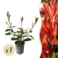 Frasers Glanzmispel – Photinia fraseri Red Robin – Heckenpflanze – Blatt rot grün – 8 Pflanzen – 1 laufender Meter – immergrün – 9cm Höhe 30-35cm – Plant