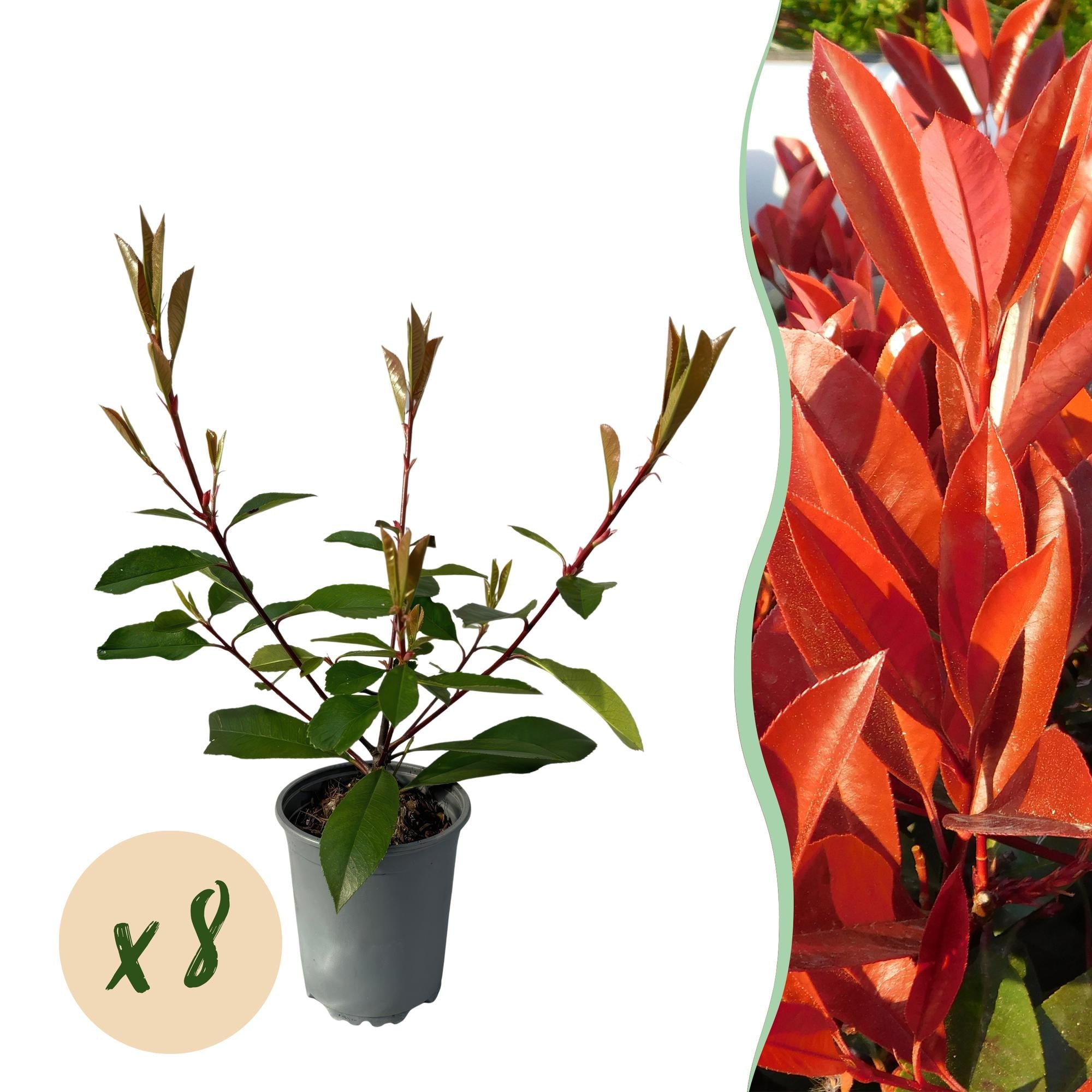 Frasers Glanzmispel – Photinia fraseri Red Robin – Heckenpflanze – Blatt rot grün – 8 Pflanzen – 1 laufender Meter – immergrün – 9cm Höhe 30-35cm – Plant
