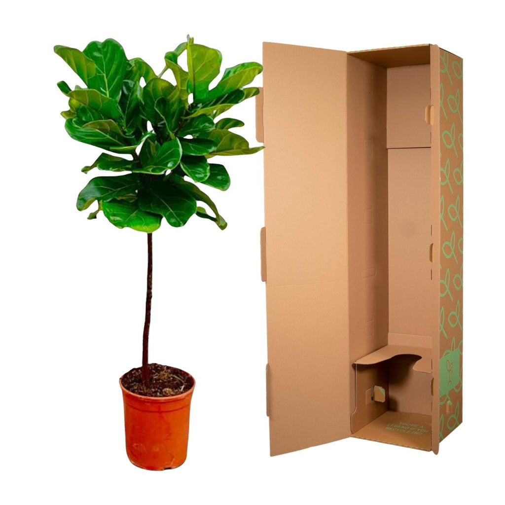 Ficus Lyrata – Geigenfeige – ca. 130cm hoch – Ø24cm – Zimmerpflanze mit Stamm – Groß, dekorativ & luftreinigend – Für Wohnzimmer, Büro & Wintergarten – Plant