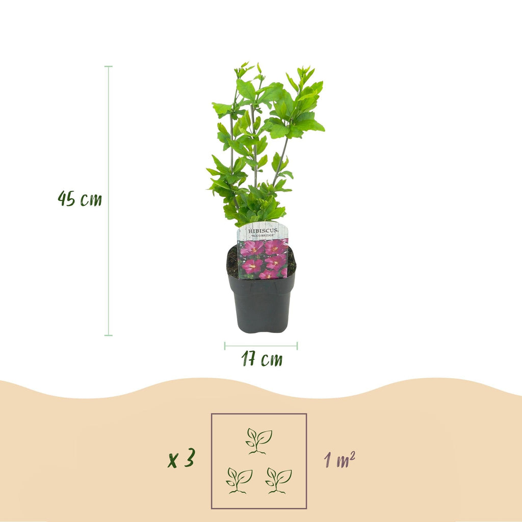 Garteneibisch Hibiscus syriacus Woodbridge – Strauch – Blüte Rosa – Laubabwerfend – Pflegeleicht – 17cm Höhe 45cm – Für Garten & Terrasse – Plant