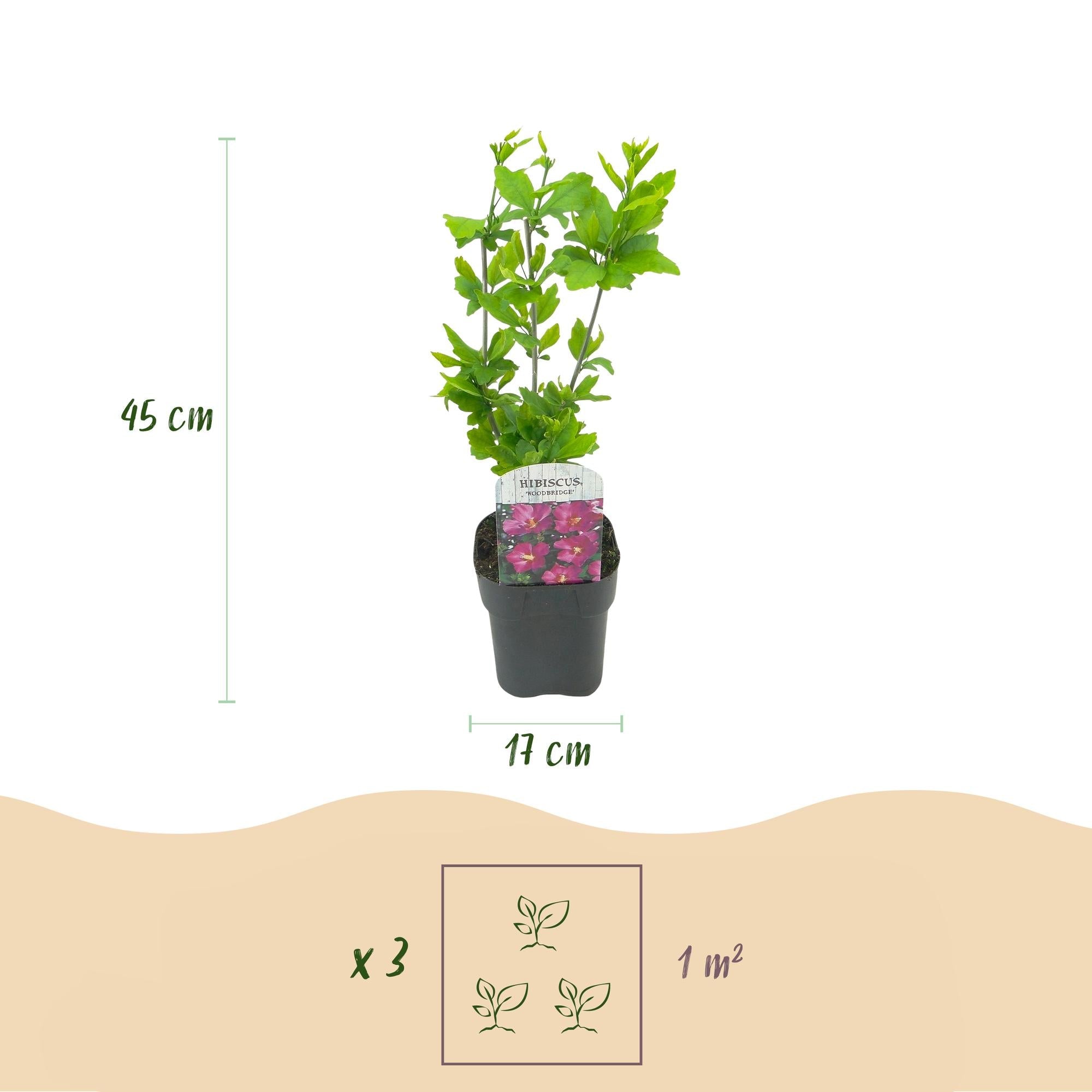 Garteneibisch Hibiscus syriacus Woodbridge – Strauch – Blüte Rosa – Laubabwerfend – Pflegeleicht – 17cm Höhe 45cm – Für Garten & Terrasse – Plant