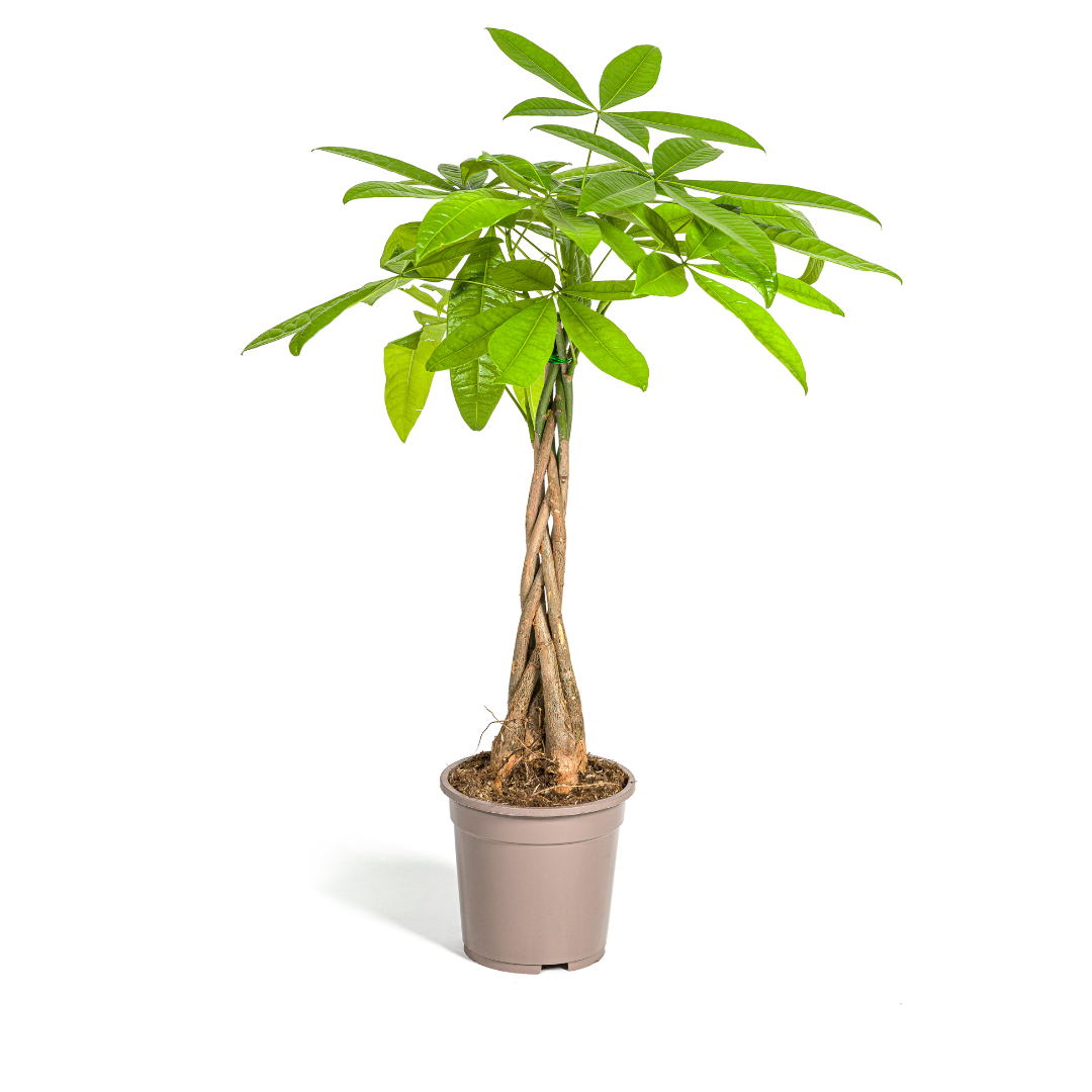 Glückskastanie Pachira Aquatica – Zimmerpflanze – Ø19cm – 70-90cm hoch – Geflochtener Stamm – Exotisch & pflegeleicht – Plant