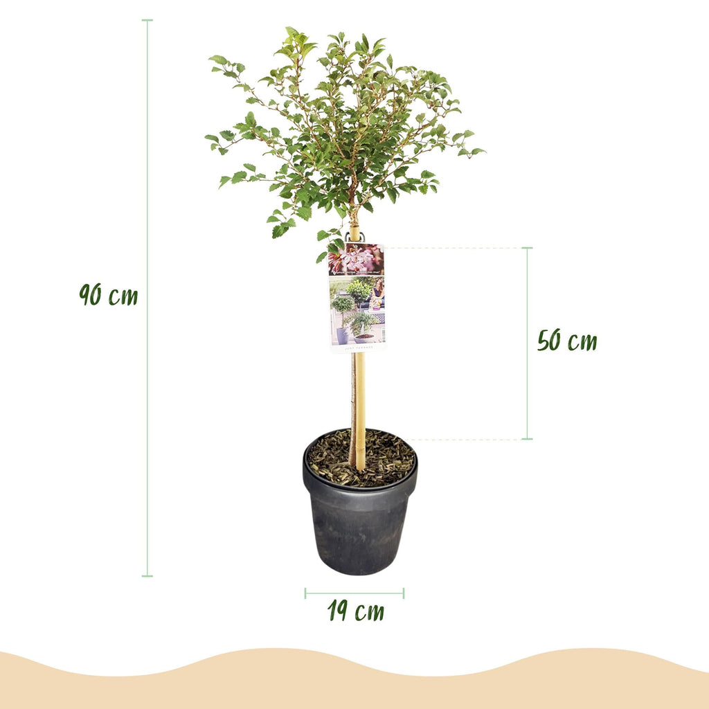 Fuji – Kirsche Prunus incisa Kojou – no – mai – 19cm Höhe ca.90cm – Weiß blühende Terrassenpflanze – Winterhart & laubabwerfend – Plant