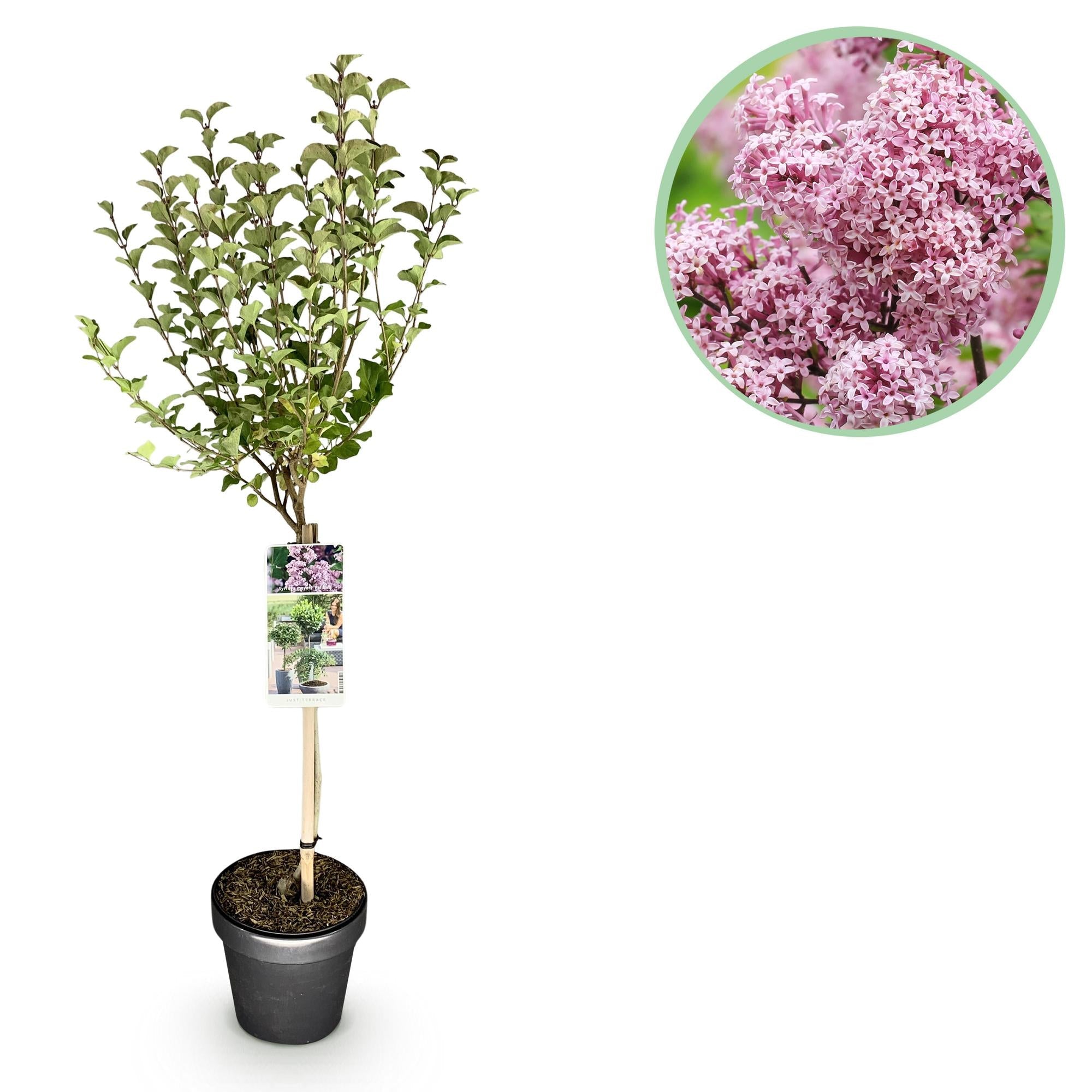 Zwergflieder Syringa meyeri Palibin – 19cm Höhe ca.90cm – Lila blühend & duftend – Winterhart & laubabwerfend – Ideal für Beet Balkon Terrasse – Plant