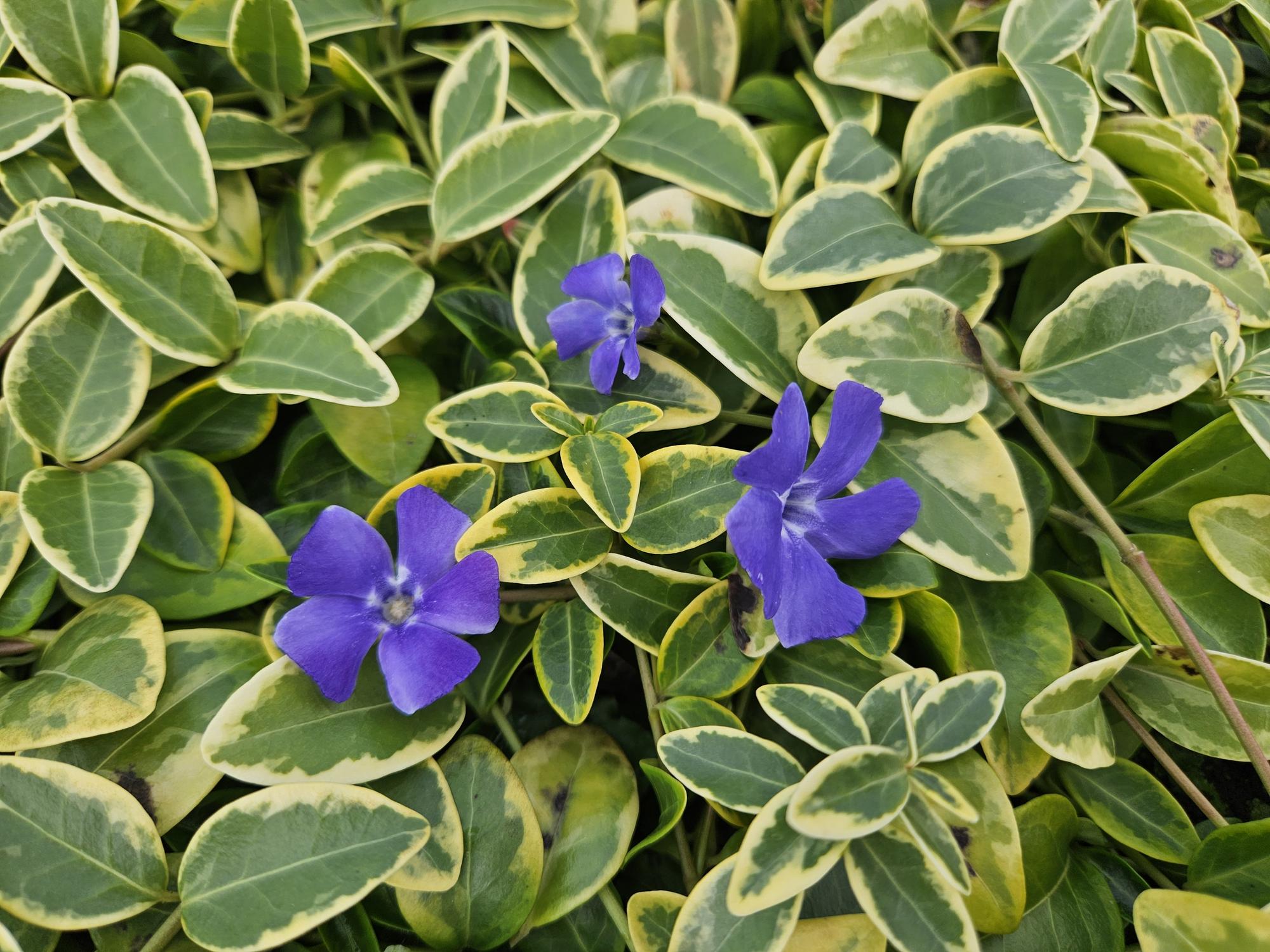 Kleinblättriges Immergrün Vinca minor 'Blue and Gold' – ↕10-25cm – Ø9cm – Wintergrüner Bodendecker mit goldgelbem Laub – Blau-lila Blüten – Für Beete & schattige Bereiche – Pflegeleicht & robust – Plant