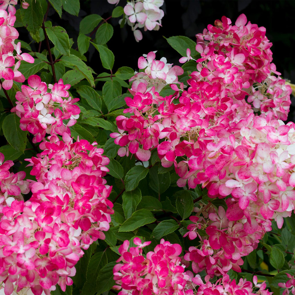 Rispenhortensie – Hydrangea panniculata Pink Diamond – Blüte Weiß – Rosa – Laubabwerfend – Große Blüten – 17cm – Höhe ca. 50cm – Plant