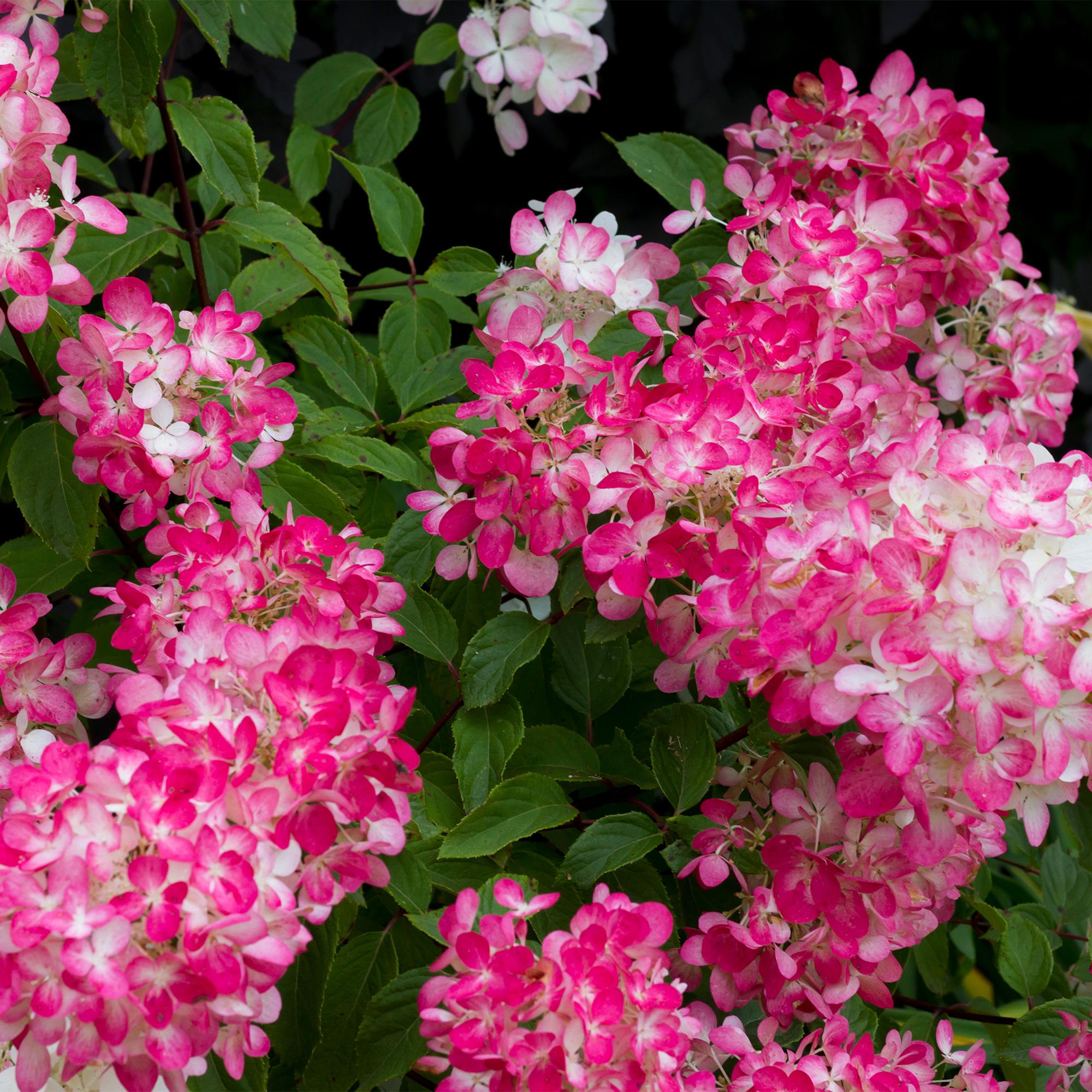 Rispenhortensie – Hydrangea panniculata Pink Diamond – Blüte Weiß – Rosa – Laubabwerfend – Große Blüten – 17cm – Höhe ca. 50cm – Plant