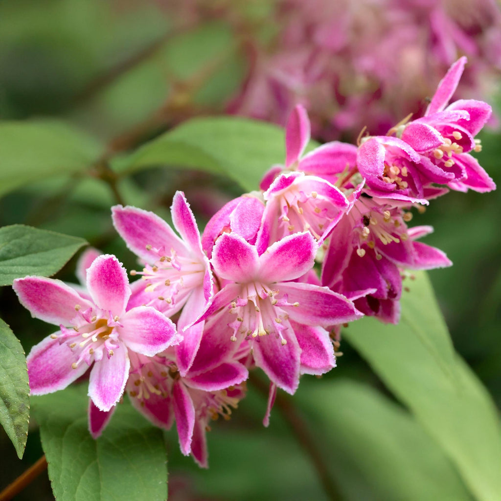 Sternchenstrauch – Deutzia hybrida Strawberry Fields – Rosa Blüten – Strauch – 17cm – Höhe 45cm – Wenig Pflege – Plant