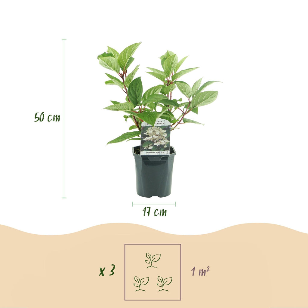 Rispenhortensie – Hydrangea panniculata Wims Red – Blüte Weiß-Rot – Laubabwerfend – Große Blüten – 17cm – Höhe ca. 50cm – Plant