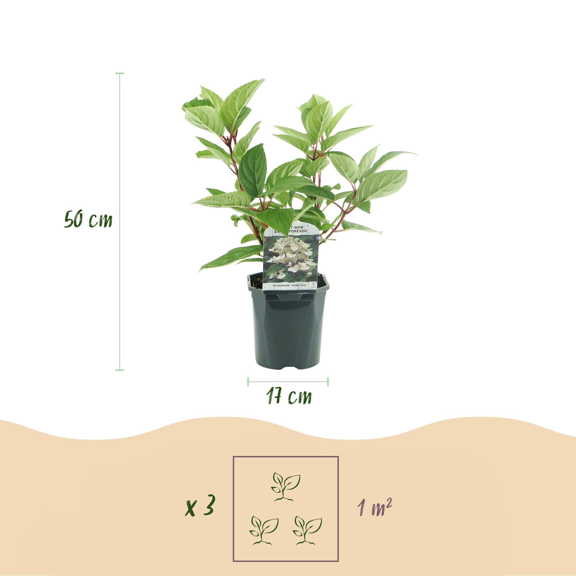 Rispenhortensie – Hydrangea panniculata Wims Red – Blüte Weiß-Rot – Laubabwerfend – Große Blüten – 17cm – Höhe ca. 50cm – Plant