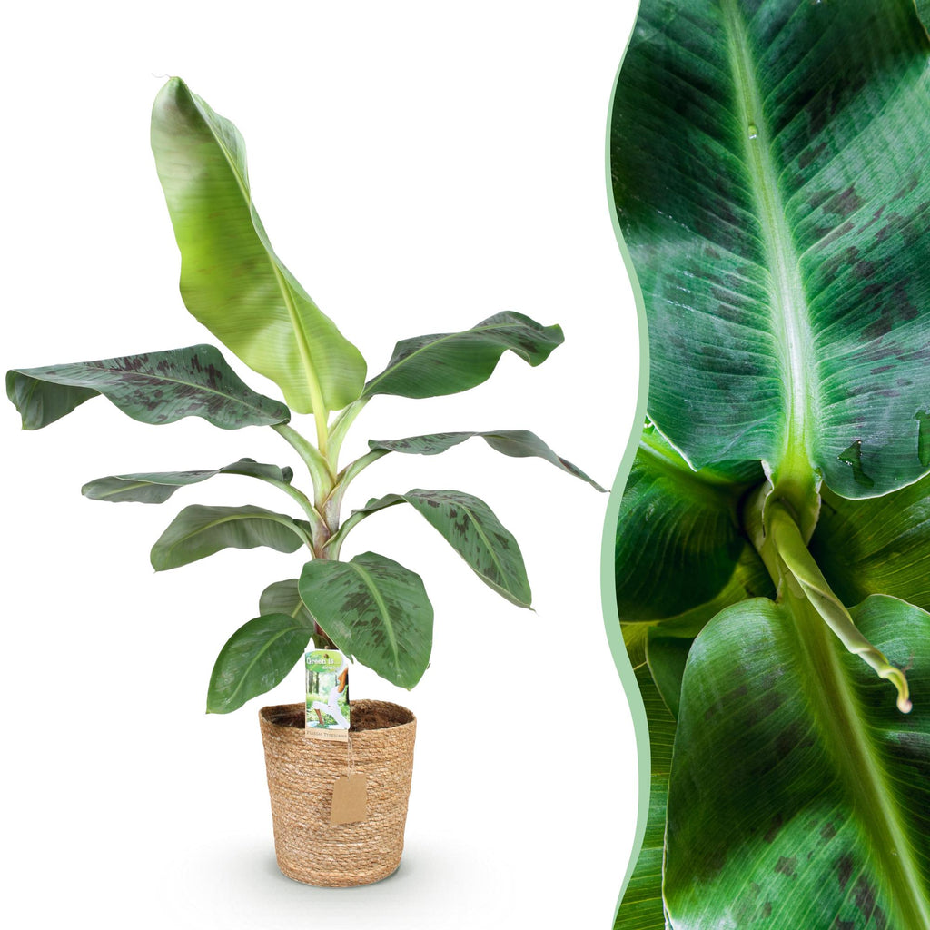 Bananenpflanze Musa acuminata Dwarf Cavendish – 70-75cm – 21cm inkl. Naturkorb – Pflegeleicht – Tropische Zimmerpflanze mit großen Blättern