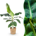 Bananenpflanze Musa acuminata Dwarf Cavendish – 70-75cm – 21cm inkl. Naturkorb – Pflegeleicht – Tropische Zimmerpflanze mit großen Blättern