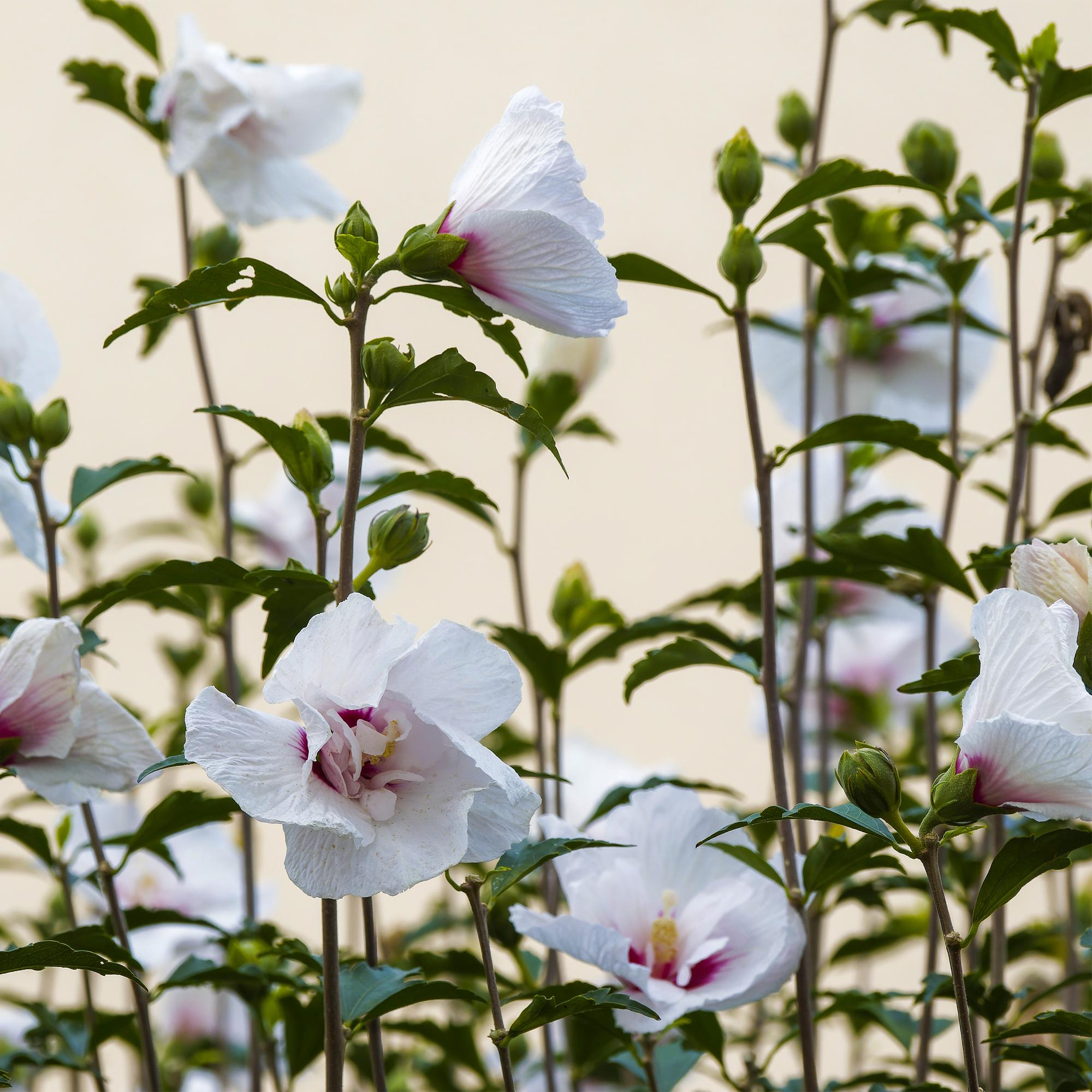 Hibiscus syriacus Starburst Chiffon – Blühende Stamm – Pflanze mit cremeweißen Blüten – Laubabwerfend & pflegeleicht – Ø19cm – Höhe ca. 90cm – Plant