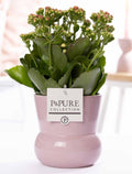Kalanchoe Rosa in Keramikvase Pink – Ø12cm ↕27cm – Blühende Zimmerpflanze mit rosafarbenen Blüten – Pflegeleicht & langlebig – Plant