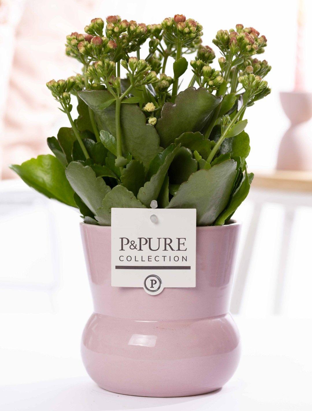 Kalanchoe Rosa in Keramikvase Pink – Ø12cm ↕27cm – Blühende Zimmerpflanze mit rosafarbenen Blüten – Pflegeleicht & langlebig – Plant