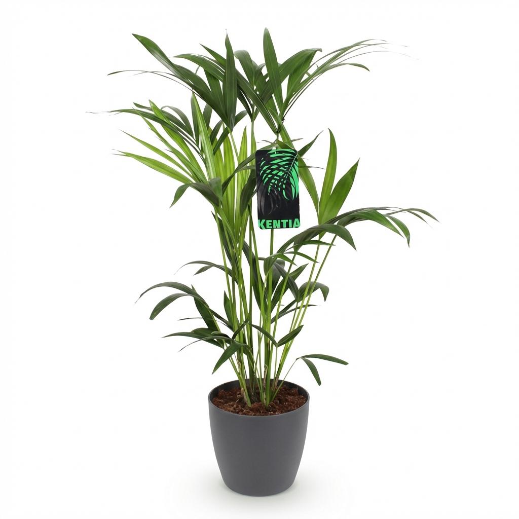 Howea Forsteriana Kentia Palme Zimmerpflanze mit grauem Topf Ø19cm Höhe 80-85cm Pflegeleichte exotische Grünpflanze für Wohnzimmer Büro Schlafzimmer