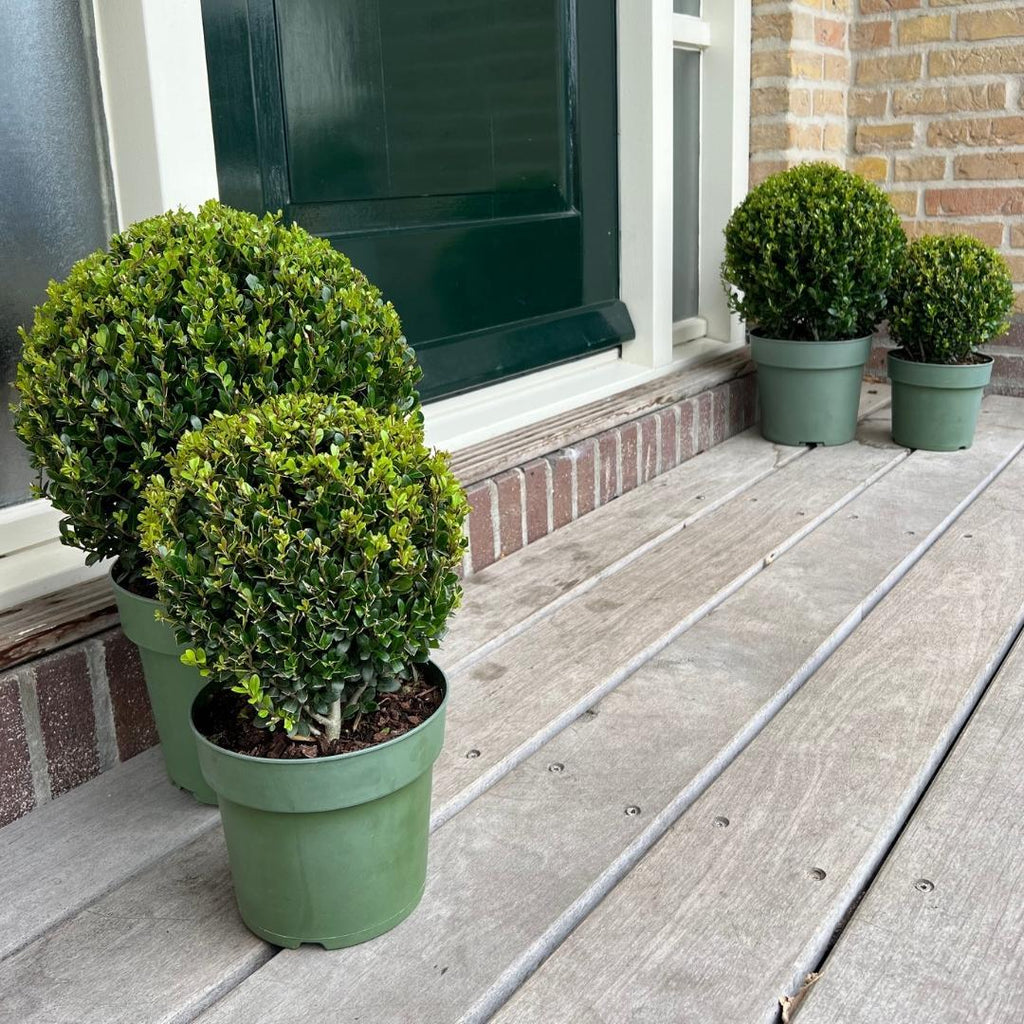 Ilex crenata 'Jenny' – Stechpalme Kugeln – Ø25cm – 2 Pflanzen – Buchsbaum – Alternative – Pflegeleichte & Winterharte Gartenpflanzen – Plant