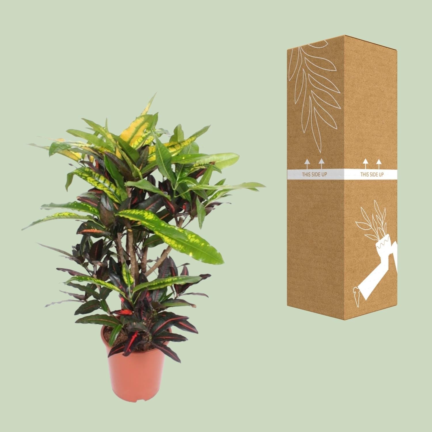 Wunderstrauch – Codiaeum Mango Croton – Zimmerpflanze – Ø27cm – ↕110cm – Farbstarkes Laub in Gelb, Rot & Grün – Plant
