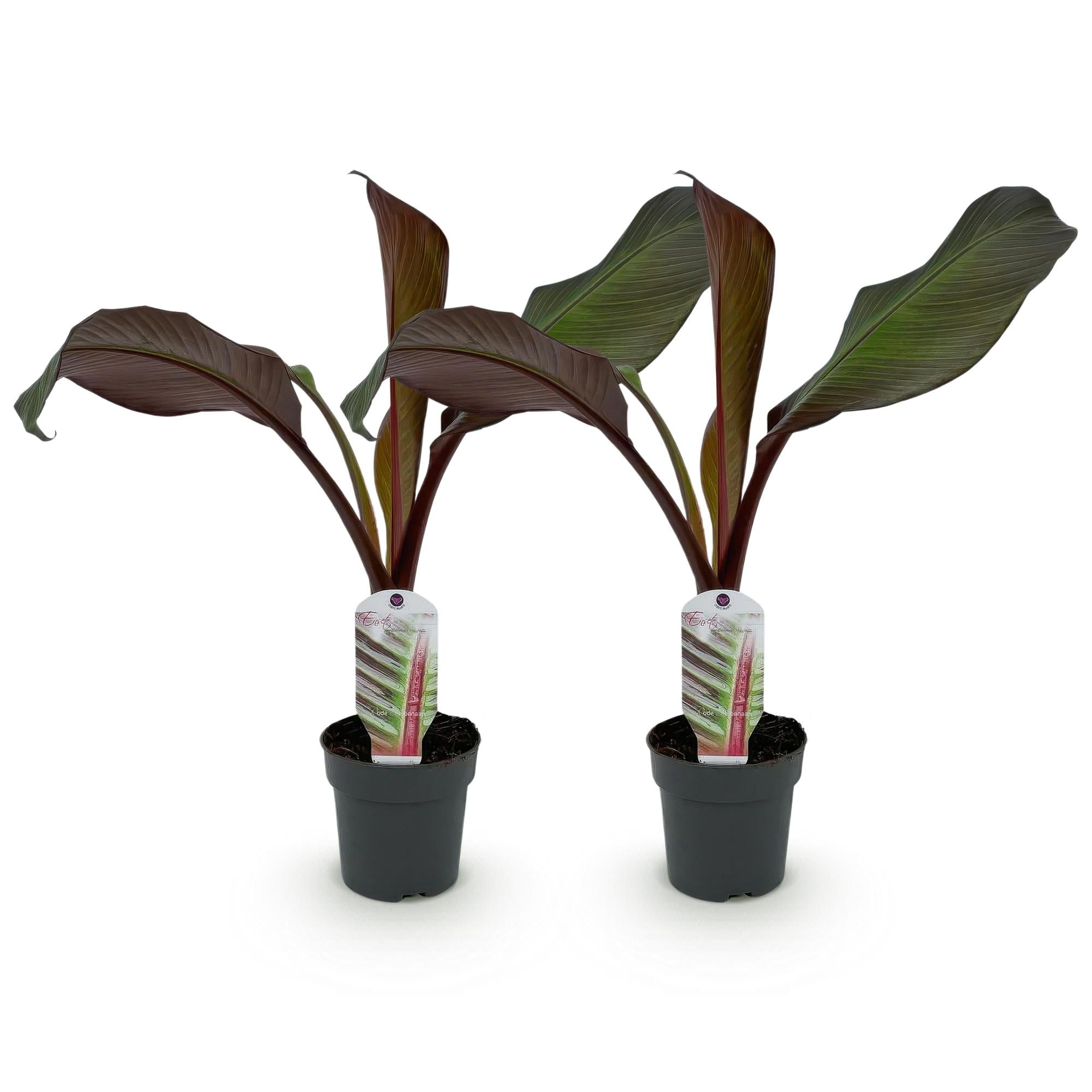 Bananenpflanze Ensete ventricosum Maurelli – Winterhart – Obstpflanze – Ø12cm – Höhe ca. 30cm – Plant