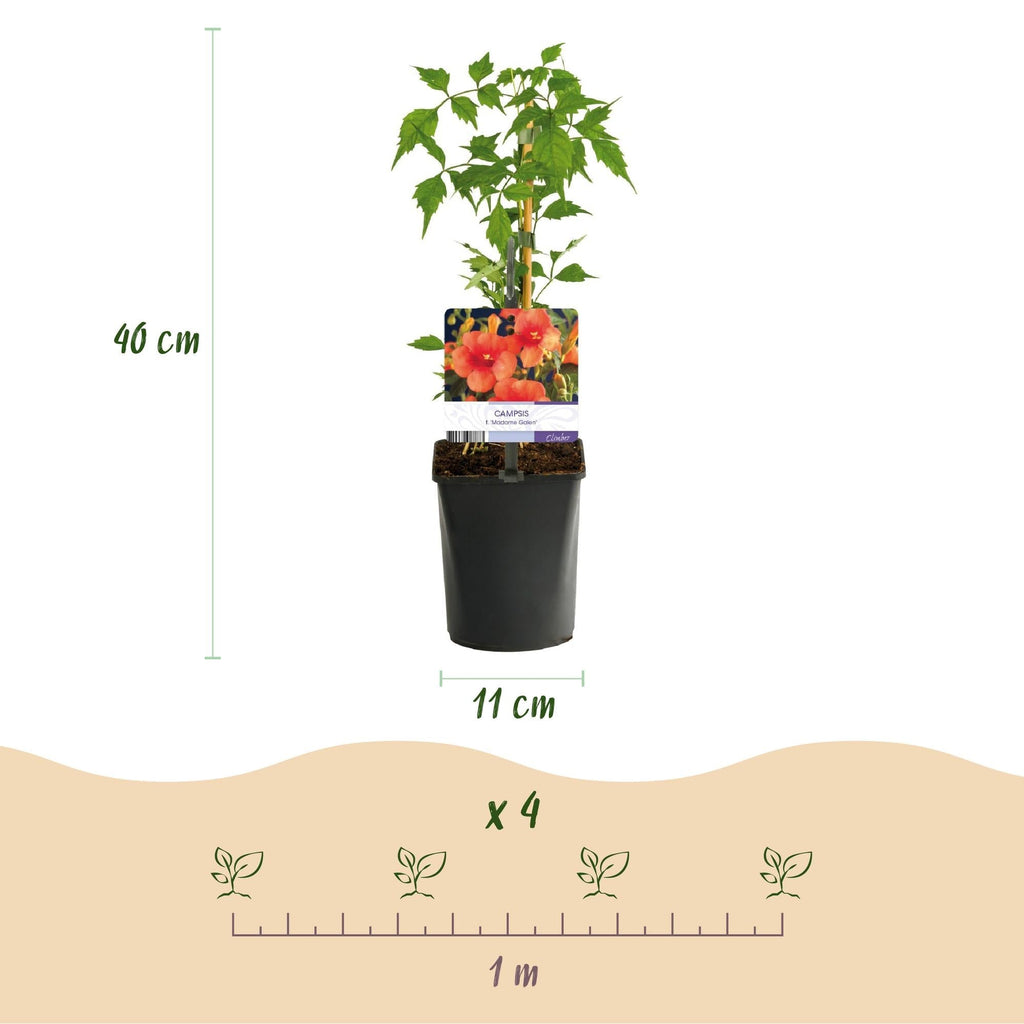 Kletterpflanzen – Set Rainbow – 4 Pflanzen – Clematis montana Rubens, Hedera helix, Lonicera Goldflame, Campsis Madame Galen – Ø11cm – Höhe ca. 40cm – Plant