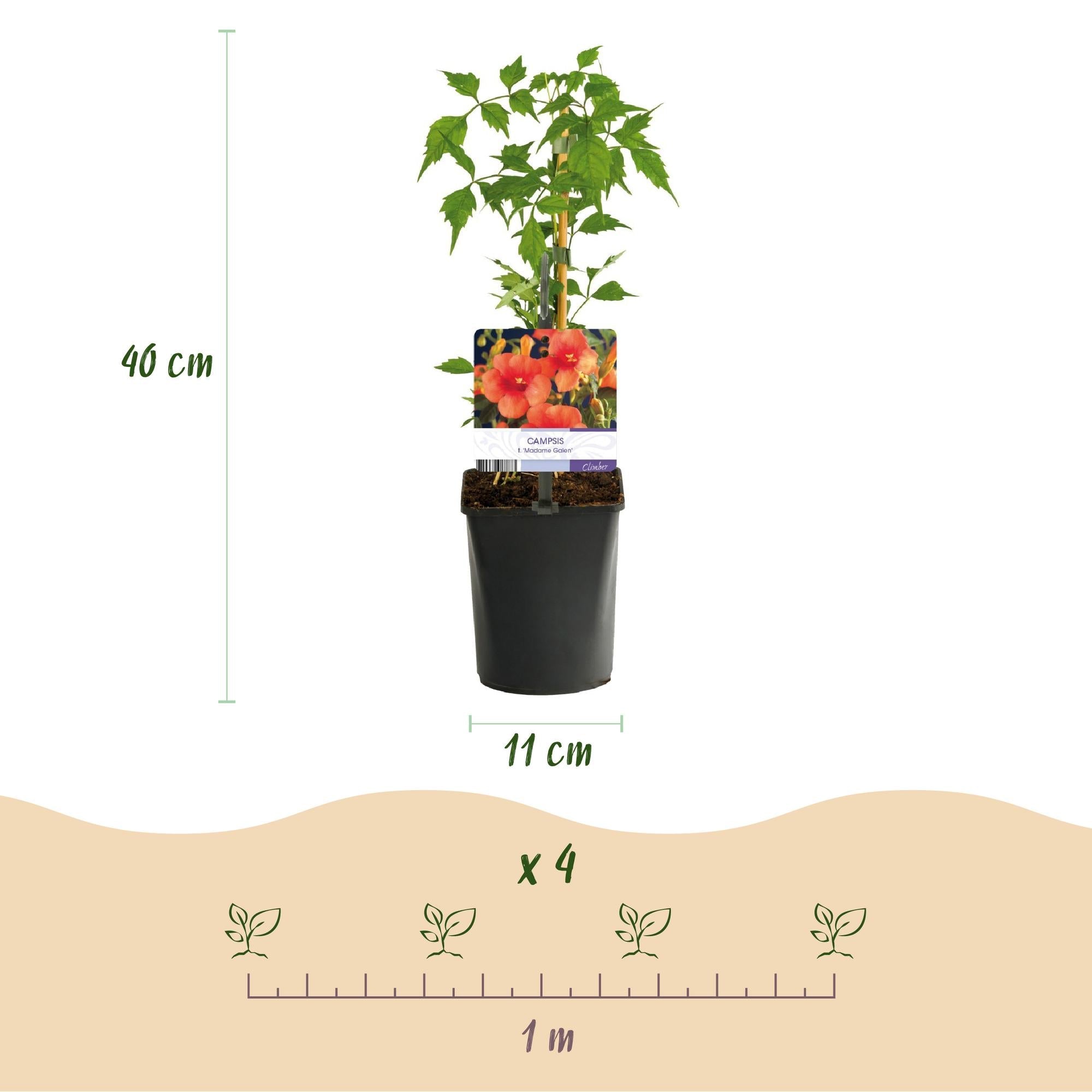 Kletterpflanzen – Set Rainbow – 4 Pflanzen – Clematis montana Rubens, Hedera helix, Lonicera Goldflame, Campsis Madame Galen – Ø11cm – Höhe ca. 40cm – Plant