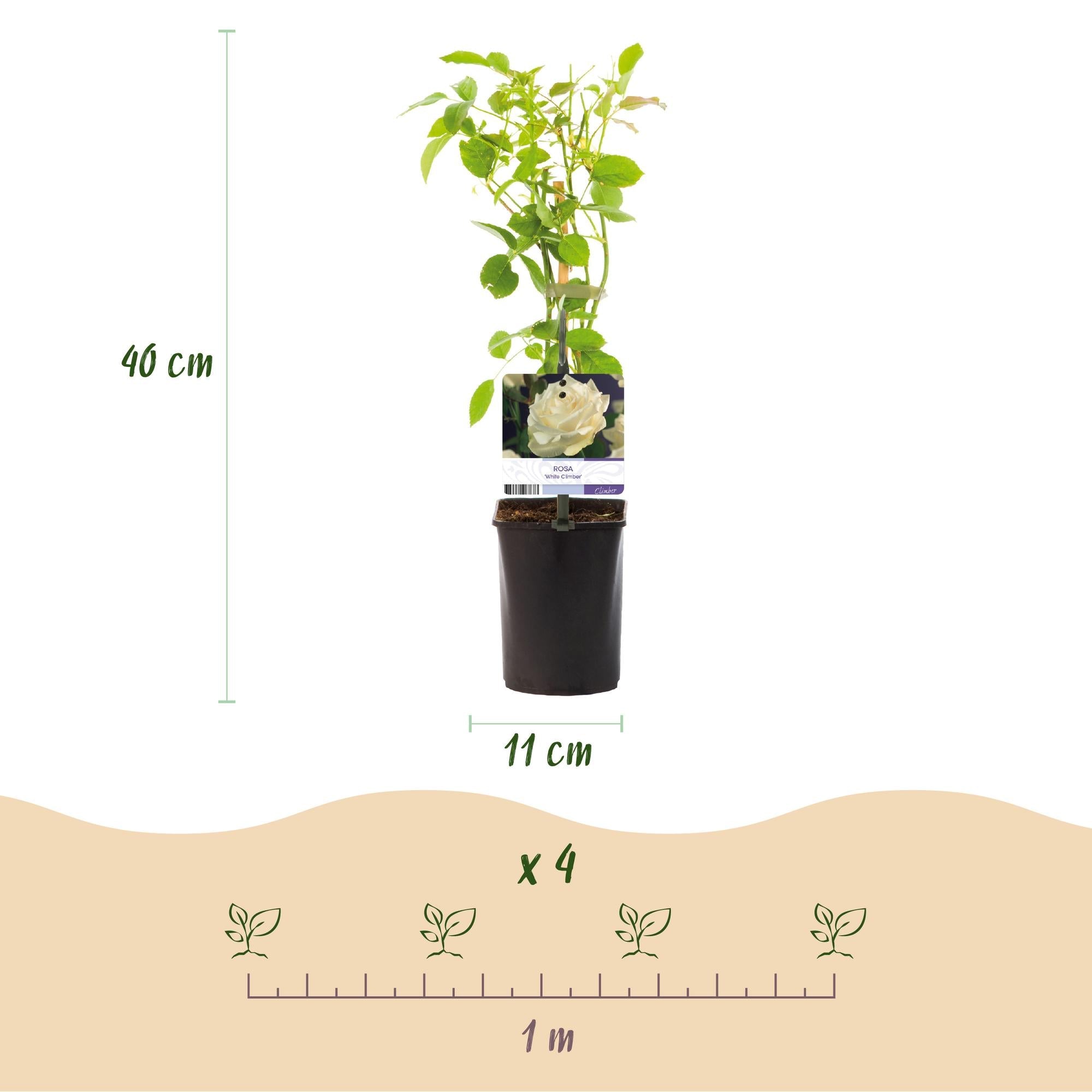 Kletterrose – Rosa White Climber – Blüte Weiß – 2 Pflanzen – Wenig Pflege – 11cm – Höhe ca. 40cm – Plant