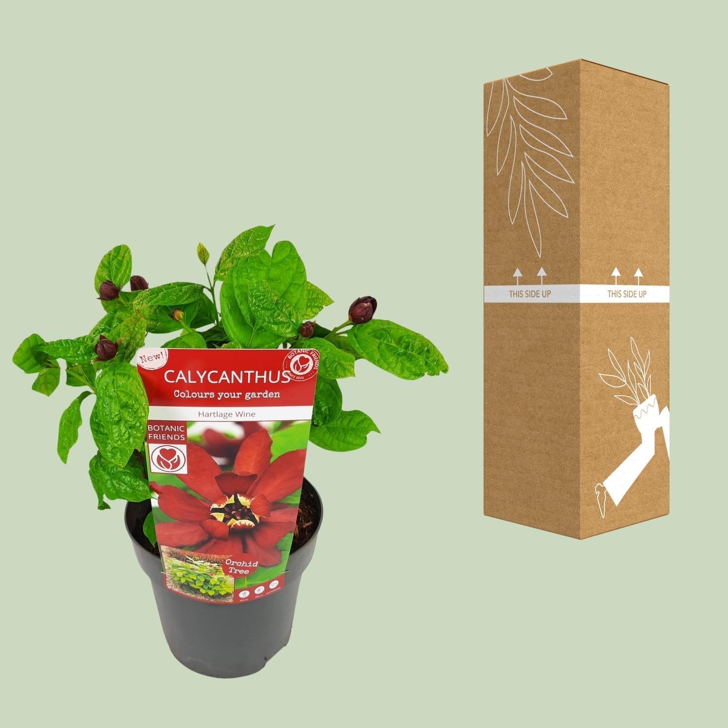 Sinocalycanthus Hartlage Wine – Ø19cm – ca.30-50cm hoch – Carolina Allspice – Duftender Zierstrauch mit rot – violetten Blüten – Garten & Kübelpflanze – Plant