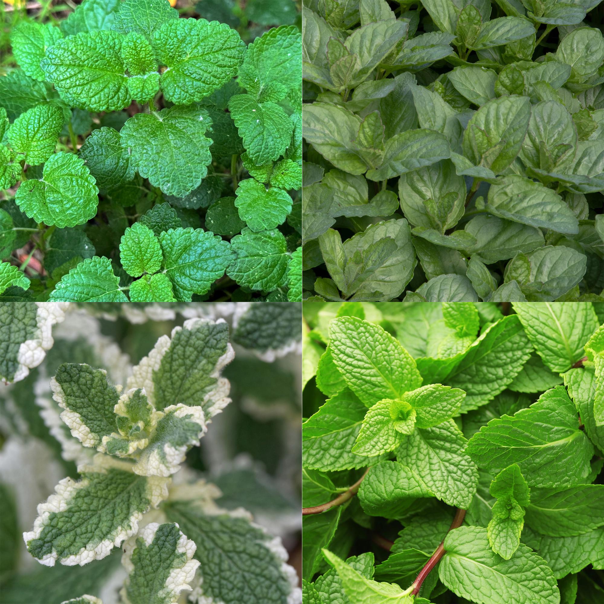 Staudenset – Kräuter – 24 Teekräuter – Stauden für 3 m² – Aromatisch & Duftend – Pflegeleicht – Verschiedene Sorten – Ø11cm – Plant