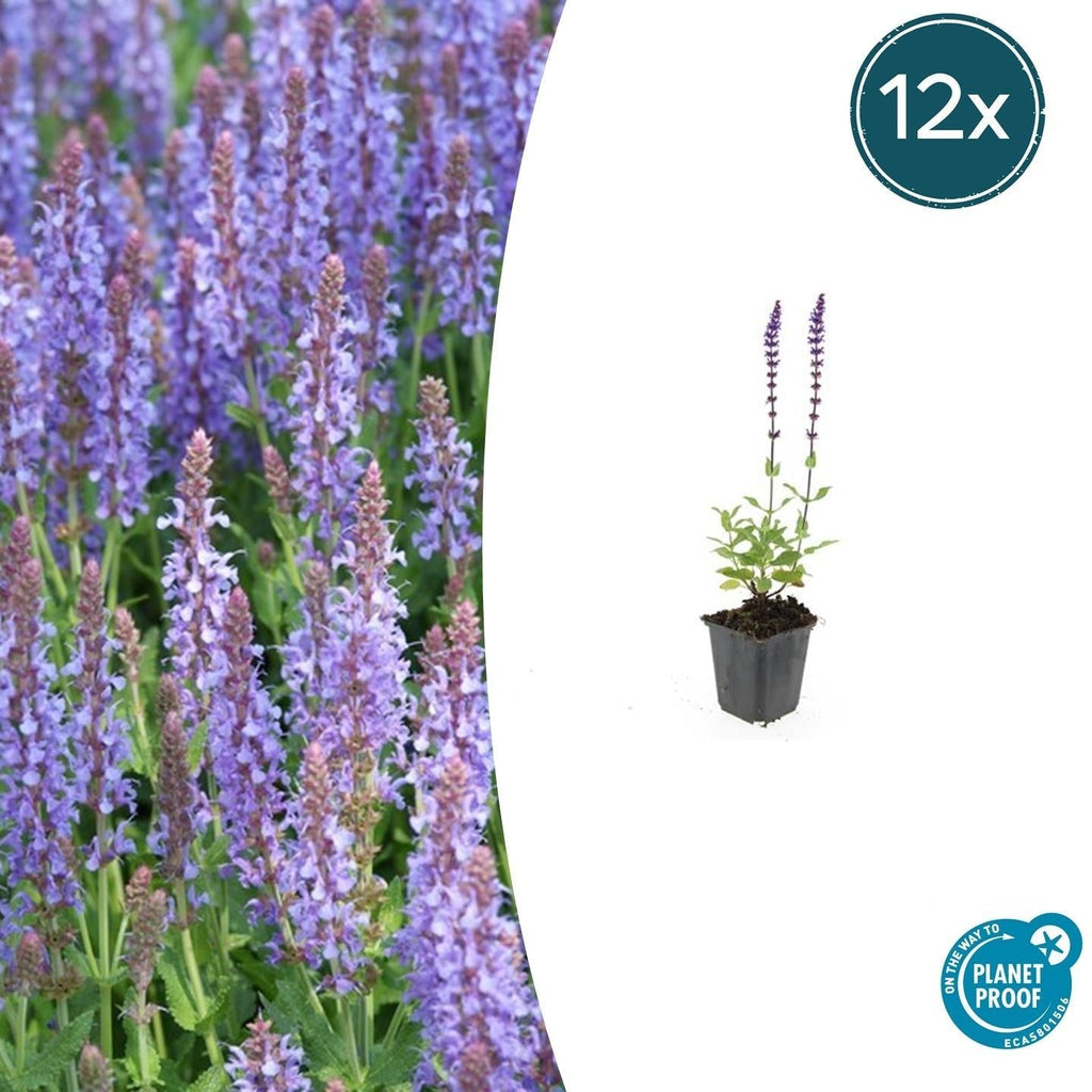 Blüten Salbei Salvia nemorosa Caradonna – ↕10-25cm – Ø9cm – Tiefviolett – Bienenfreundlich – Pflegeleicht – Sonniger Standort – Plant