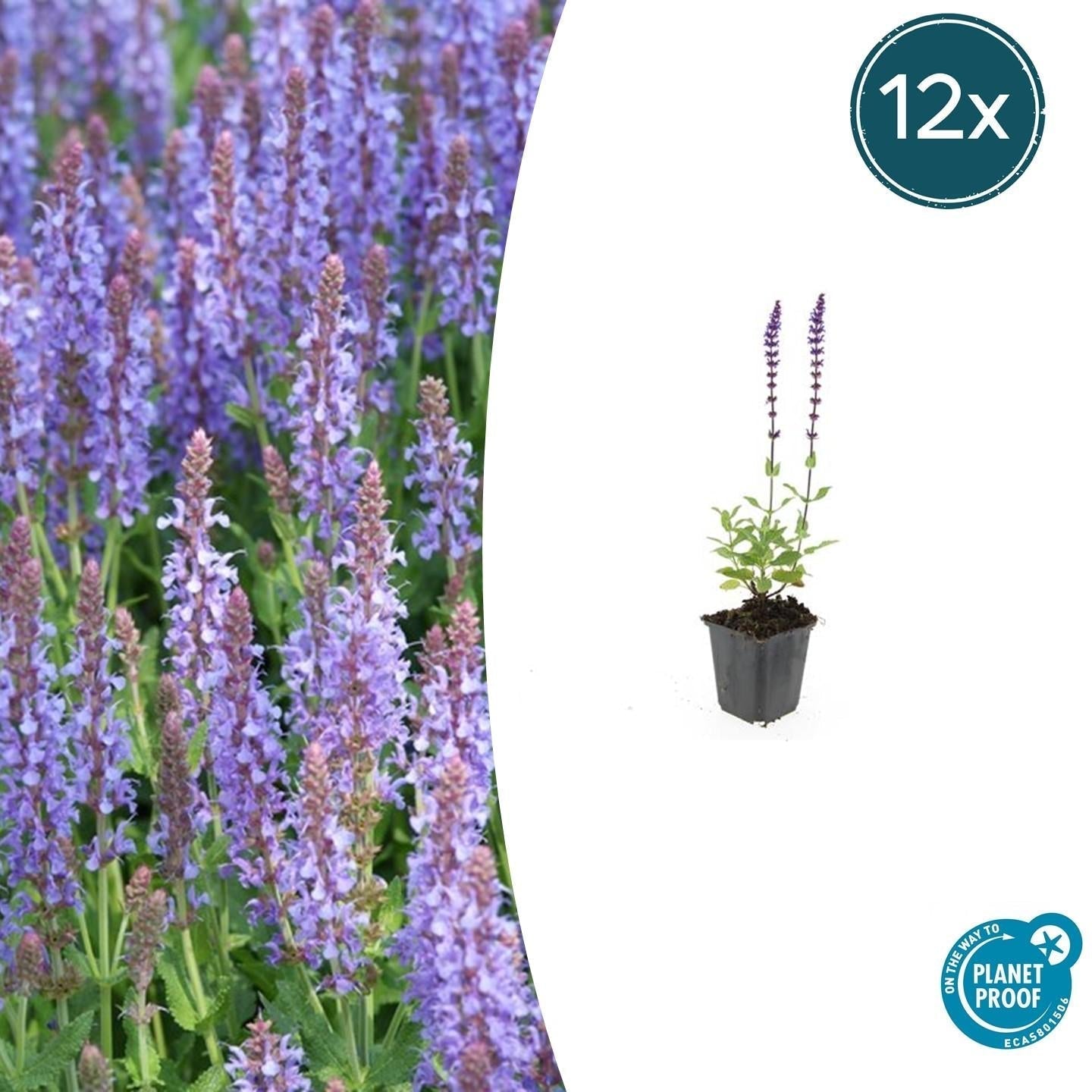 Blüten Salbei Salvia nemorosa Caradonna – ↕10-25cm – Ø9cm – Tiefviolett – Bienenfreundlich – Pflegeleicht – Sonniger Standort – Plant