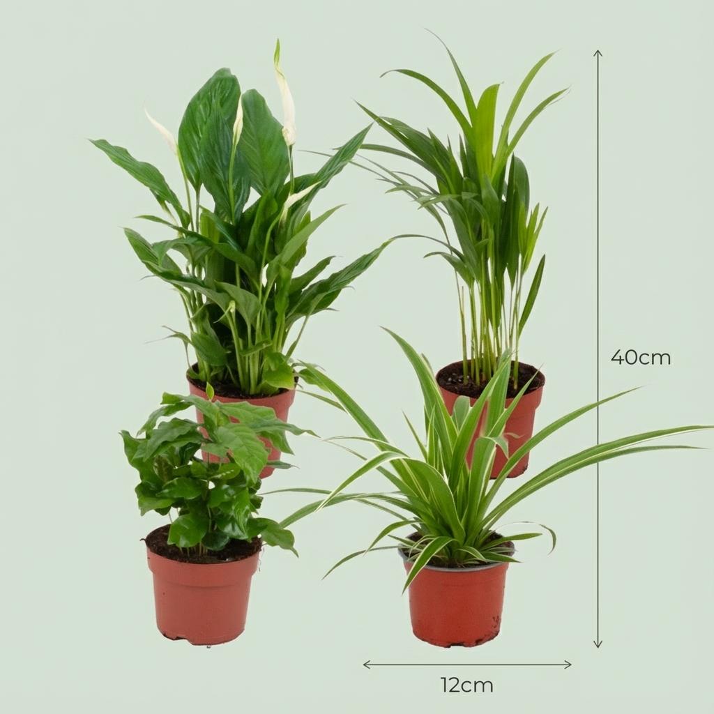 Luftreinigende Zimmerpflanzen – 4 Pflanzen – Ø12cm – Höhe 30-40cm – Pflanzen Mix für besseres Raumklima – Pflegeleicht & dekorativ