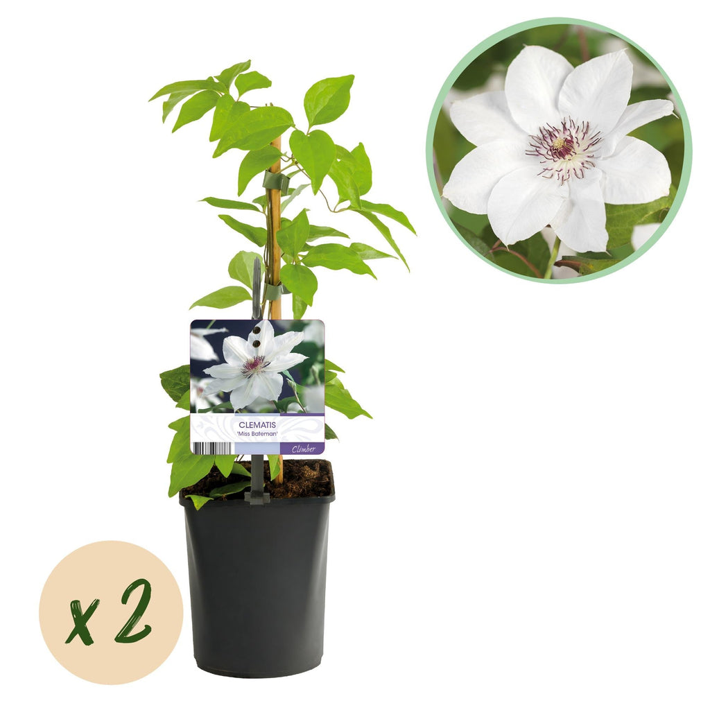Kletterpflanze Clematis Miss Bateman – Rosa – Weiße Blüten – Wenig Pflege – 2 Pflanzen – 11cm Höhe 40cm – Für Garten, Terrasse & Pergolen – Plant