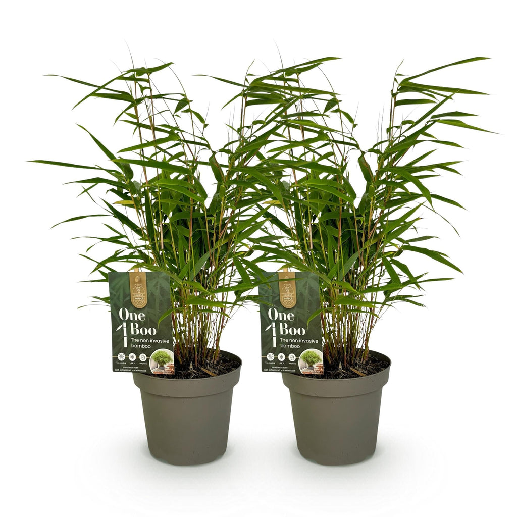 Bambus Fargesia rufa – Immergrün – Grüner Bambus für Hecke, Garten & Terrasse – Ø14cm Höhe ca. 35cm – Plant