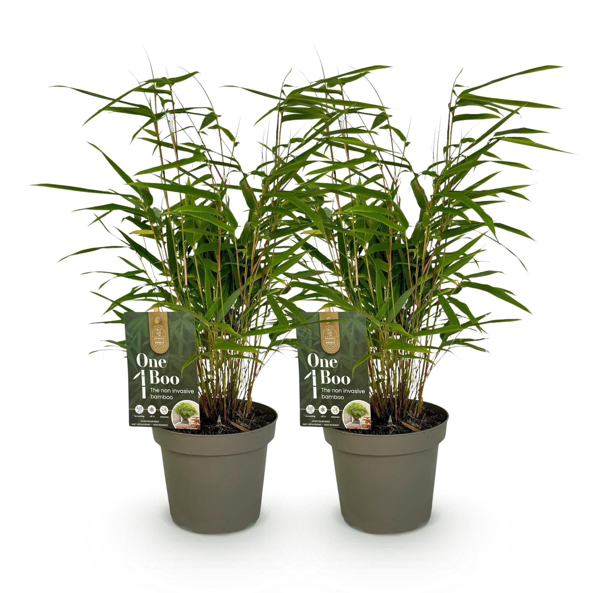 Bambus Fargesia rufa – Immergrün – Grüner Bambus für Hecke, Garten & Terrasse – Ø14cm Höhe ca. 35cm – Plant