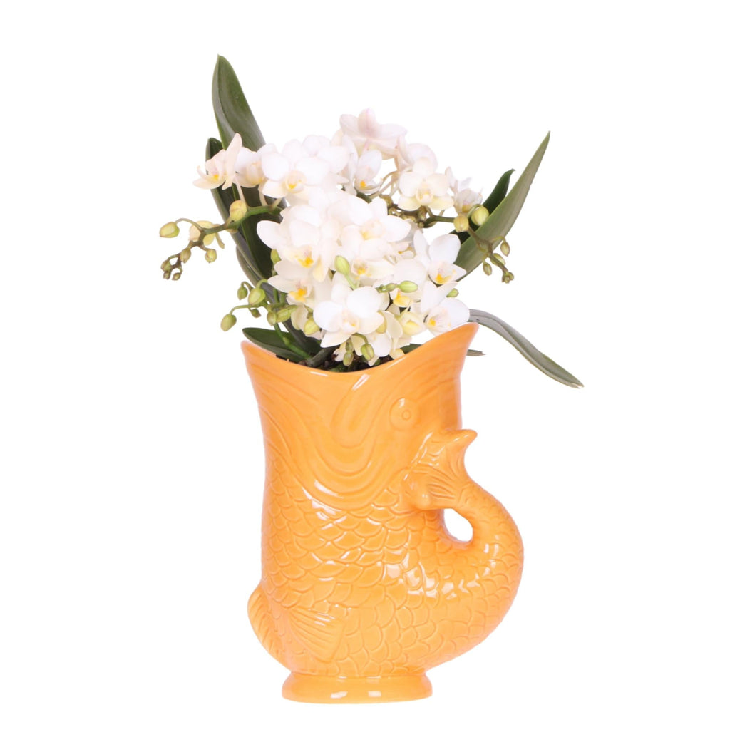 Weiße Orchidee Nazaré – Ø9cm – Zimmerpflanze im sommerlichen Fischtopf Orange – Elegante Blüten für Wohnzimmer & Esstisch – Plant