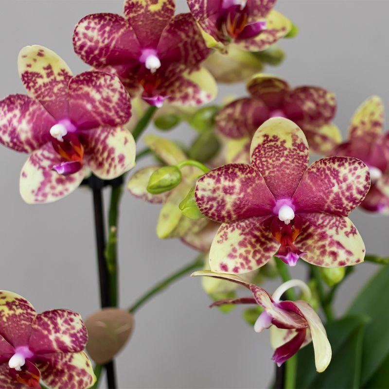 Orange – Gelbe Phalaenopsis Orchidee – Grosseto – Ø9cm – Exotische Blühende Zimmerpflanze mit 2-3 kräftigen Trieben – Plant