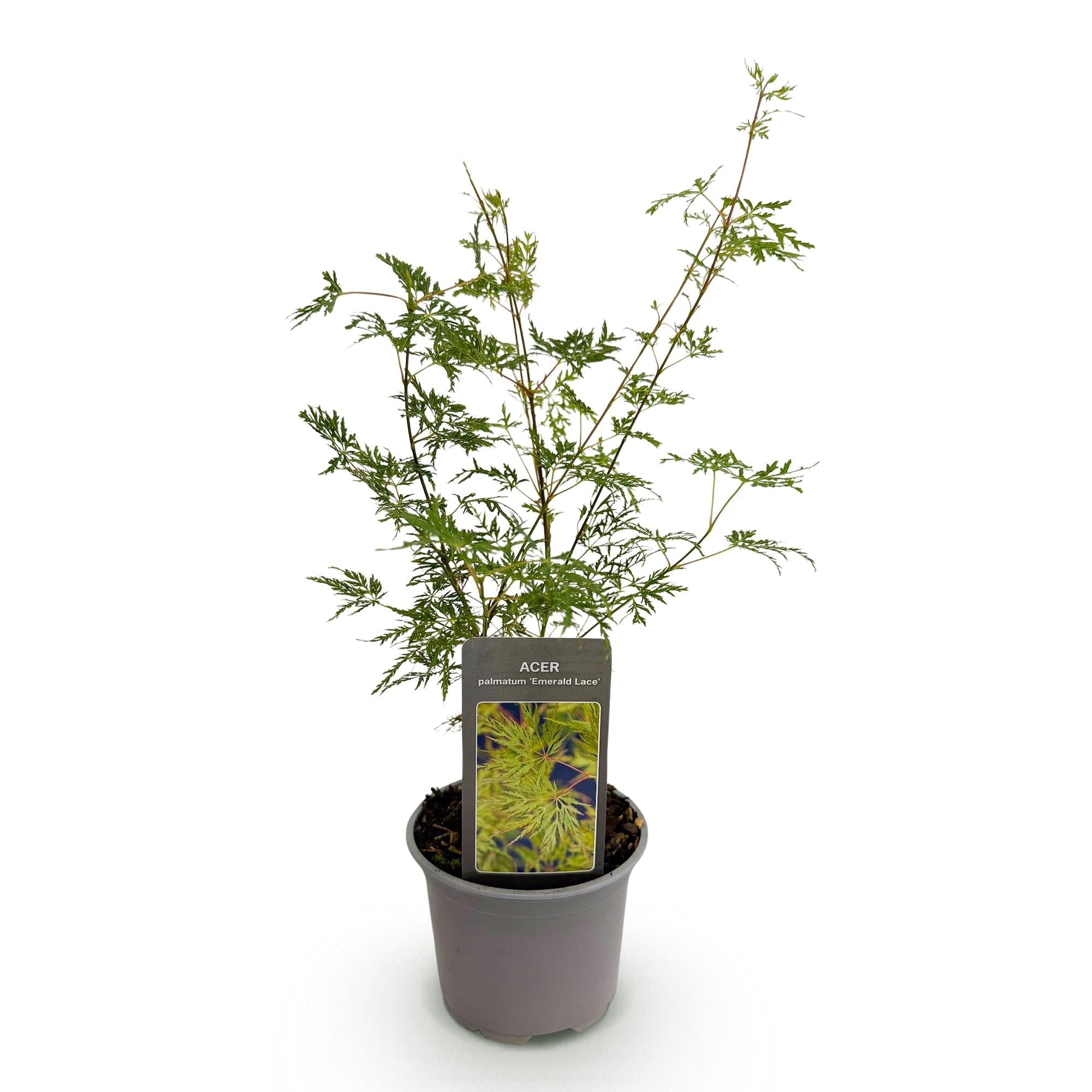 Ahorn Acer palmatum Emerald Lace – 12cm Höhe ca.35cm – Fein gefiedertes grünes Laub & elegante Struktur – Laubabwerfend & pflegeleicht – Plant