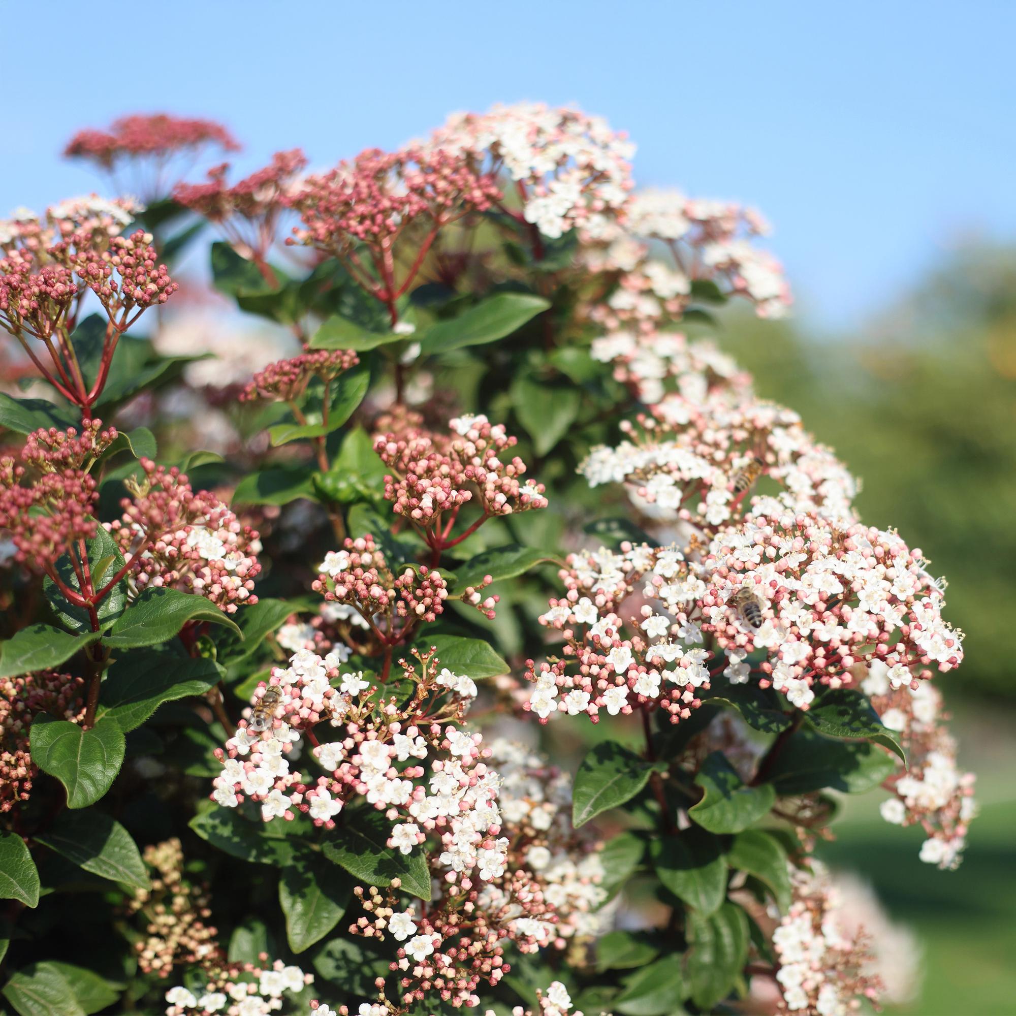 Viburnum tinus – Immergrüner Schneeball – Stamm – Pflanze – Ø19cm – Höhe ca. 90cm – Winterblüher – pflegeleicht – Für Terrasse, Balkon & Garten – Plant